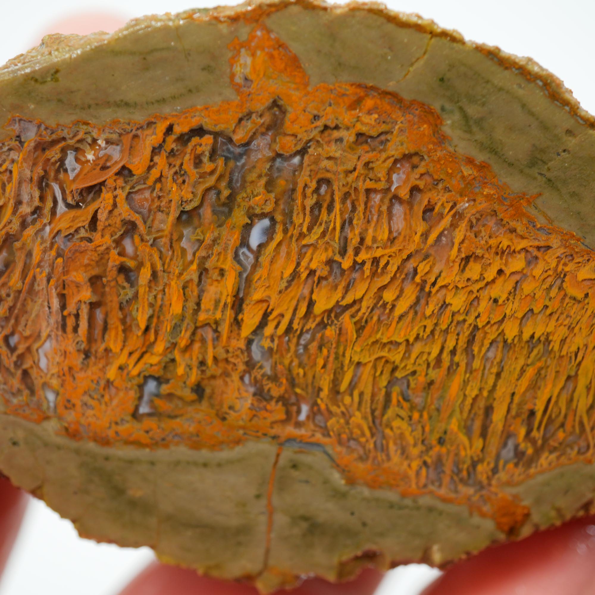Priday Moss Bed Thunderegg Cut and Proven - Bright Orange Stick Moss