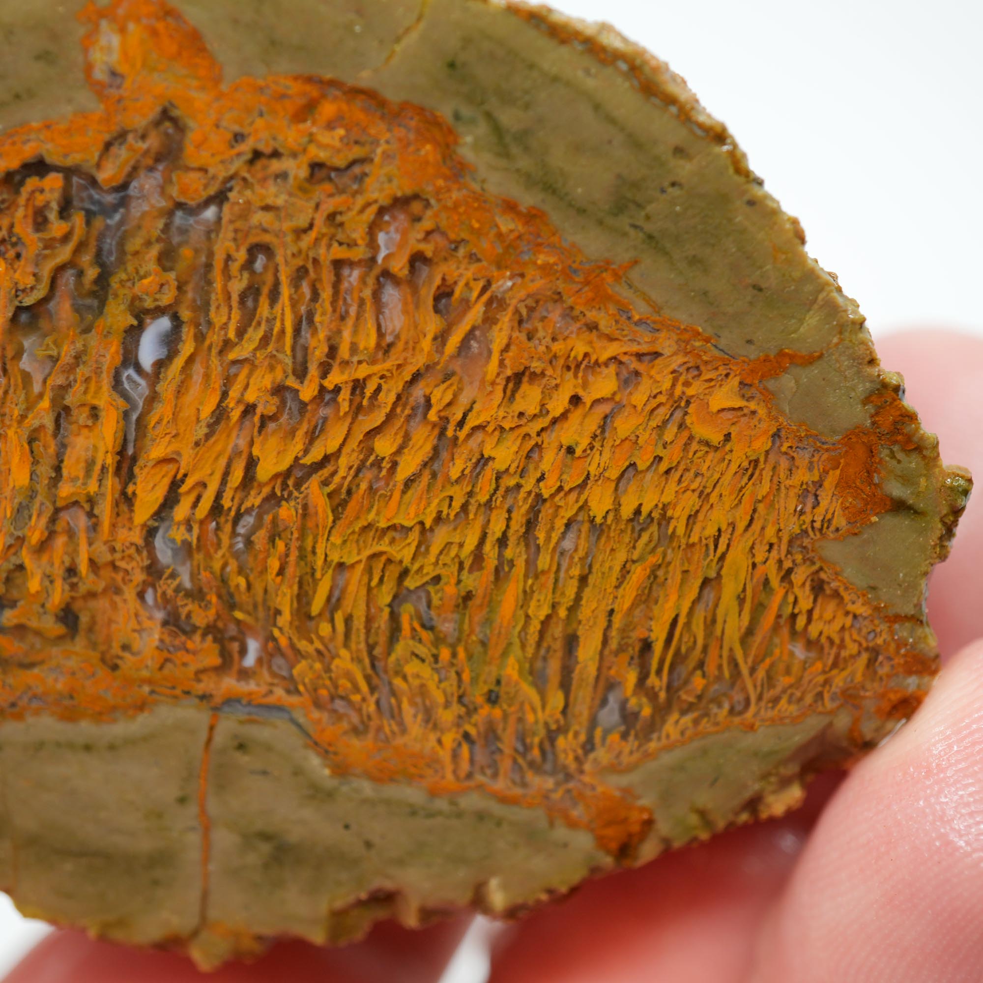 Priday Moss Bed Thunderegg Cut and Proven - Bright Orange Stick Moss