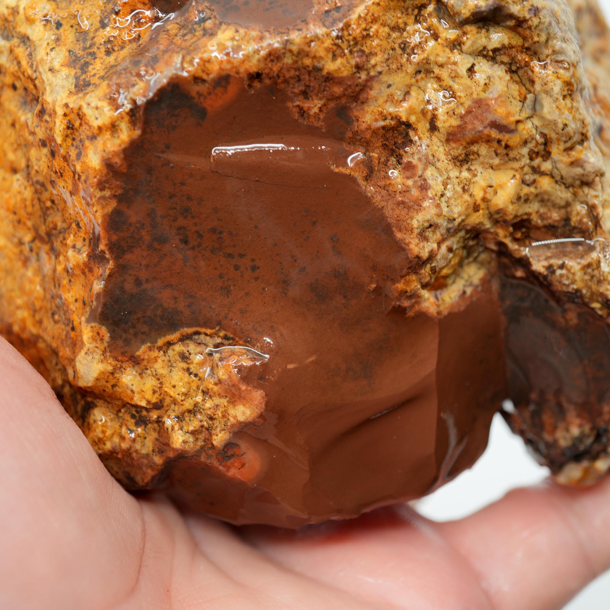 White Fir Springs Thunderegg Rough - Old Stock Chocolate Coloration