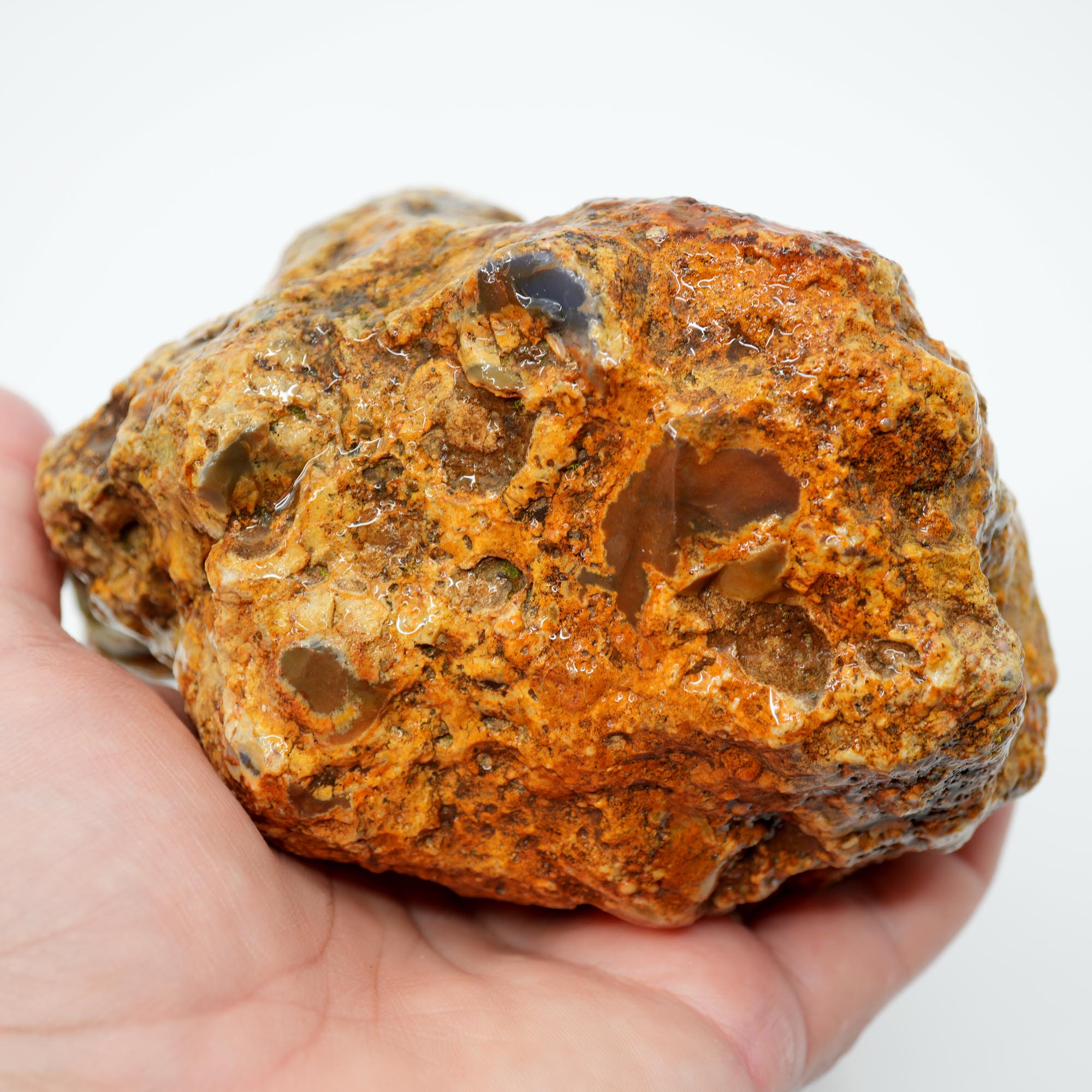 White Fir Springs Thunderegg Rough - Old Stock Chocolate Coloration
