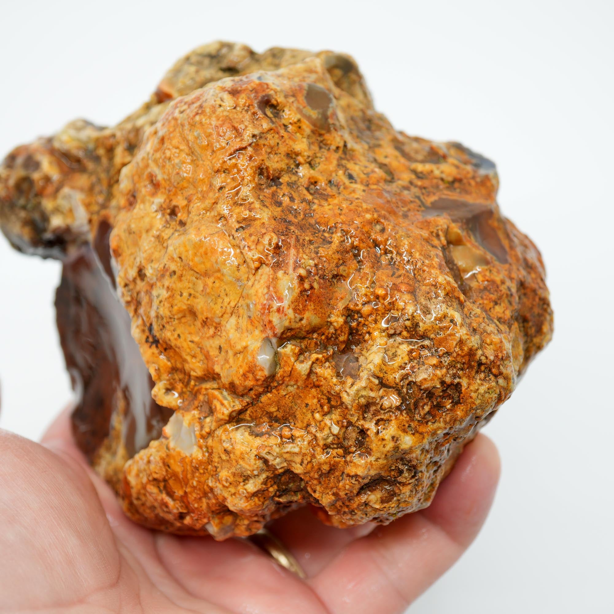 White Fir Springs Thunderegg Rough - Old Stock Chocolate Coloration