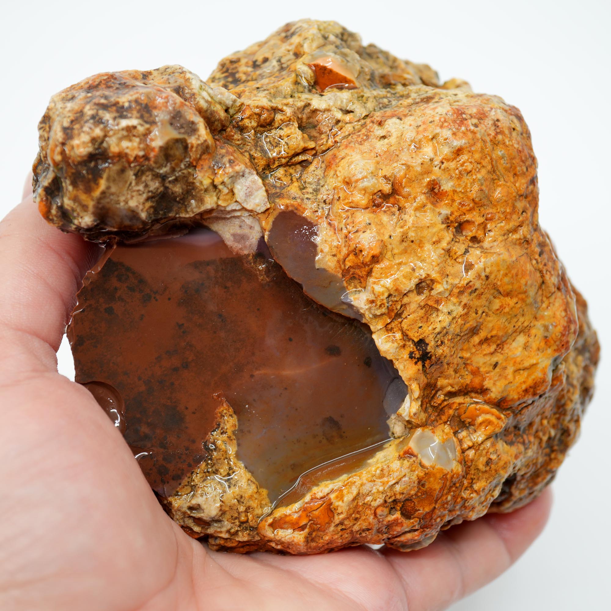 White Fir Springs Thunderegg Rough - Old Stock Chocolate Coloration