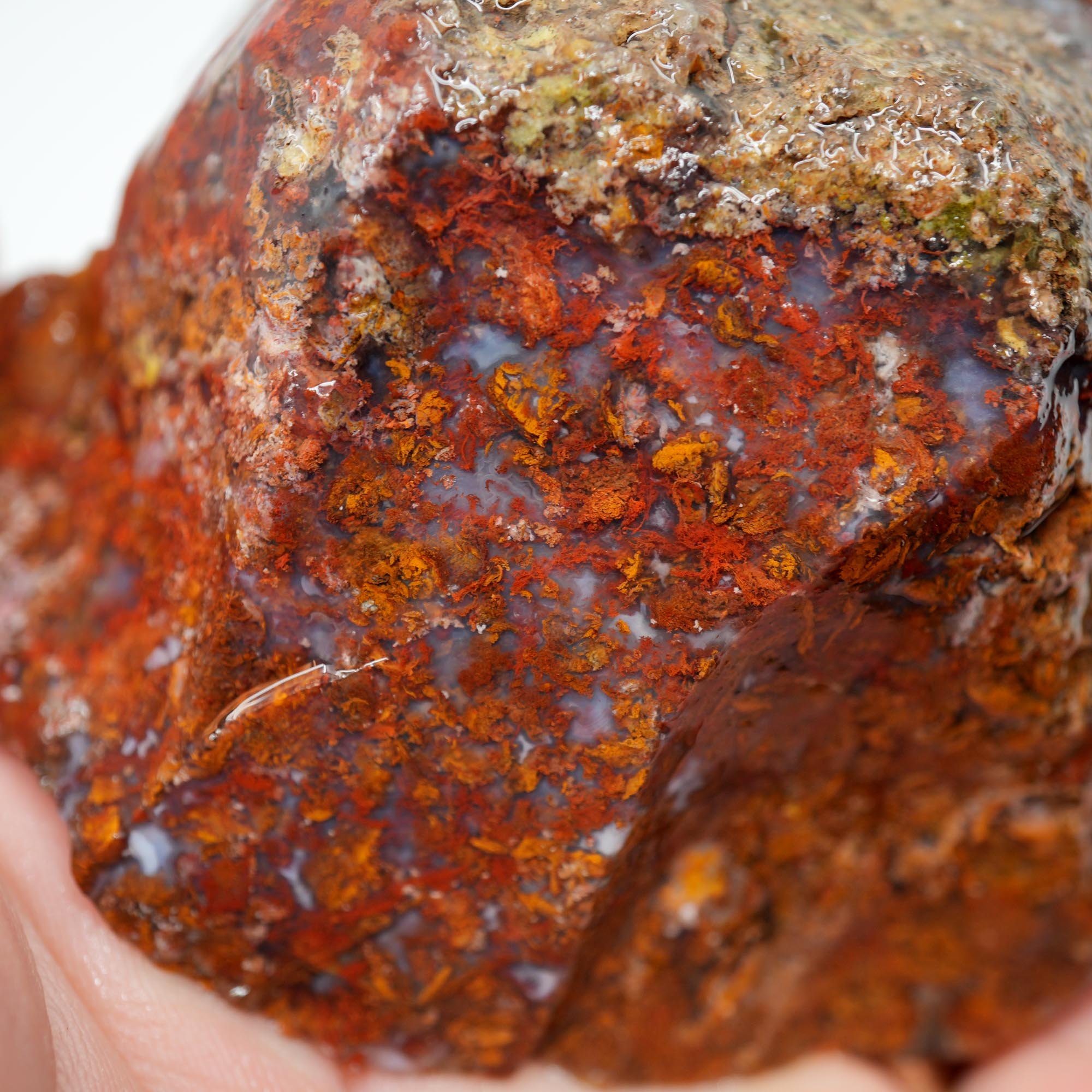 San Carlos Agate Rough - Bright Red with Well-Defined Moss Trimmer