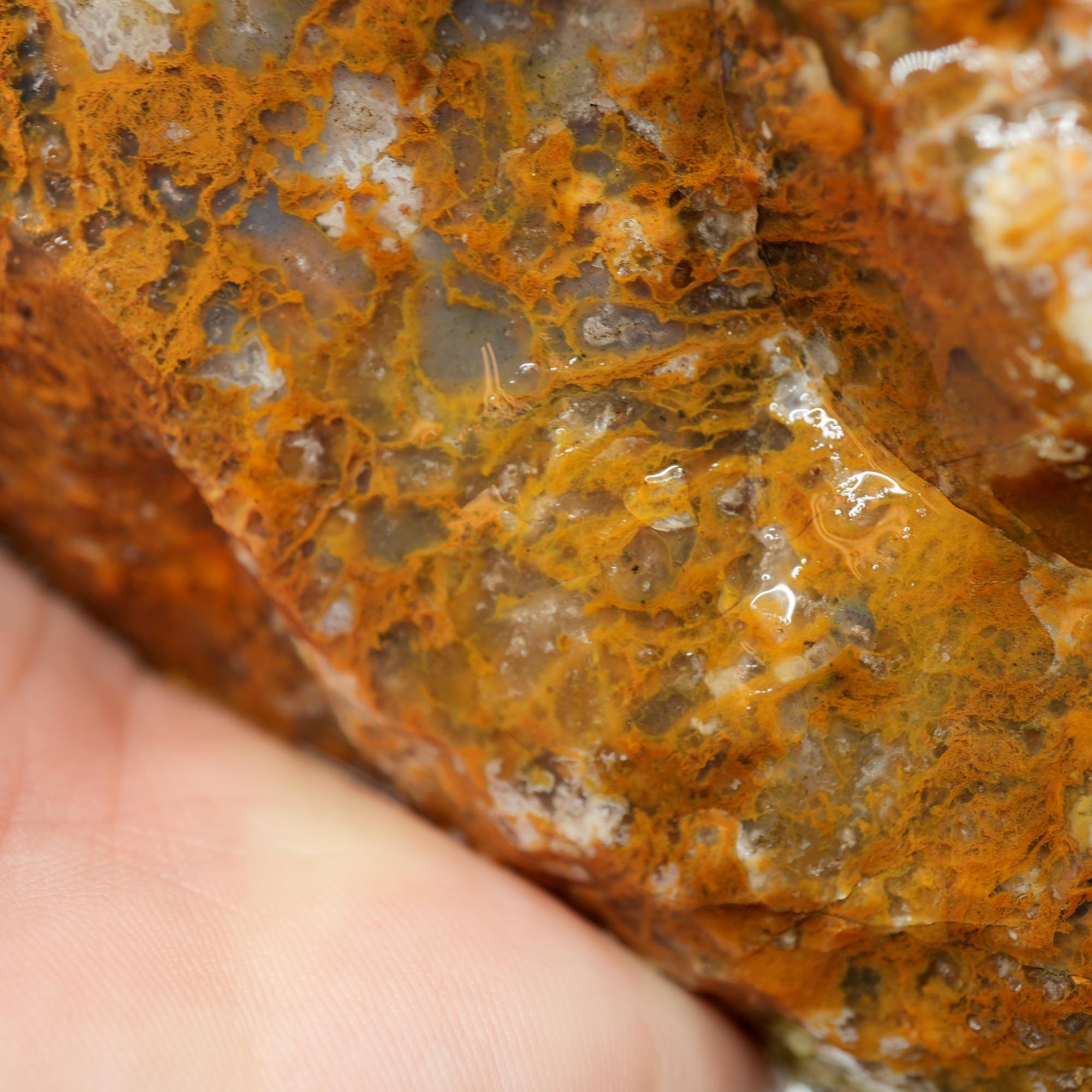 Eagle Rock Plume Agate Rough - Old Stock Caramel Moss Cutter No Rhyolite