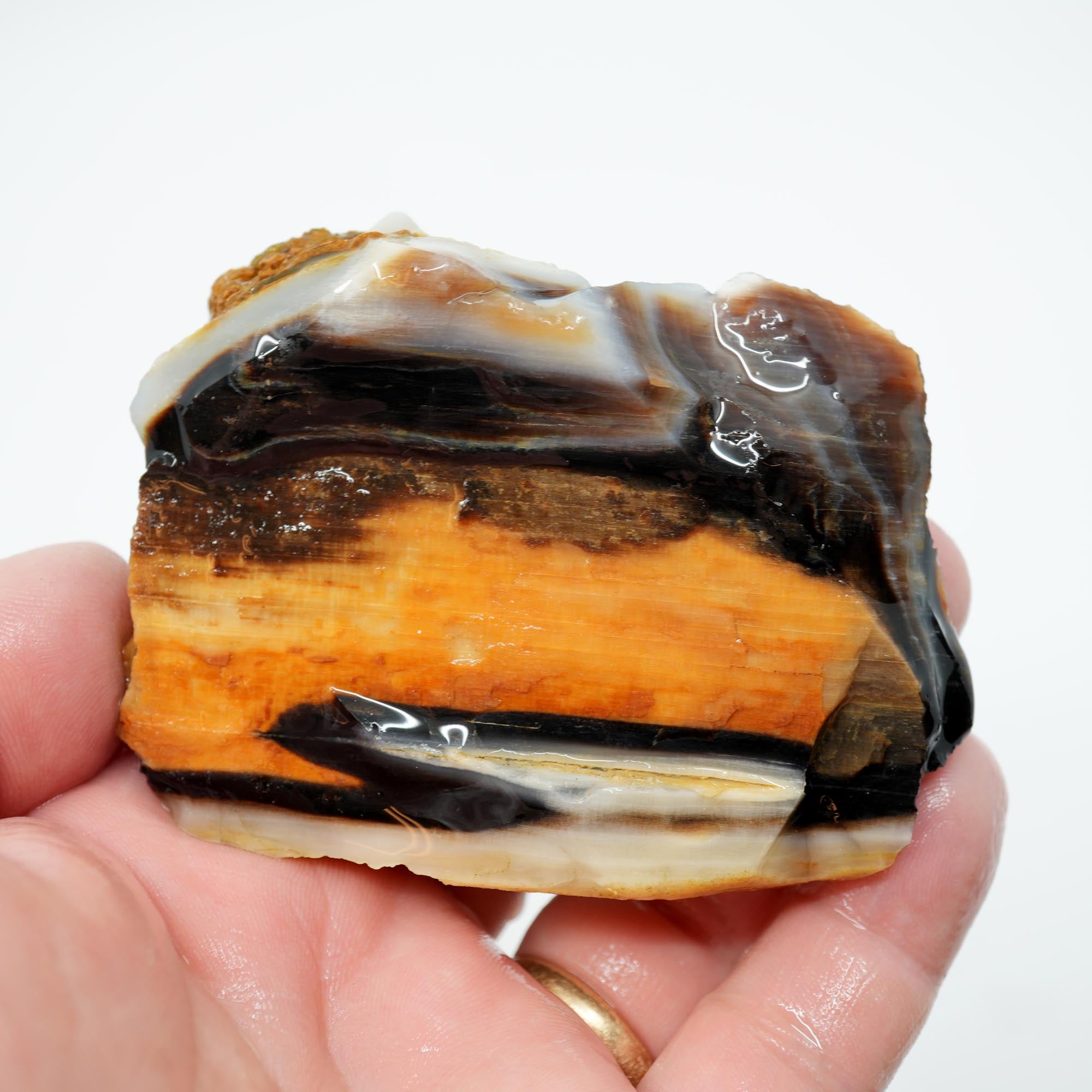 Mystery Opalized Petrified Wood Rough - Black White Sunset Possibly Sycamore