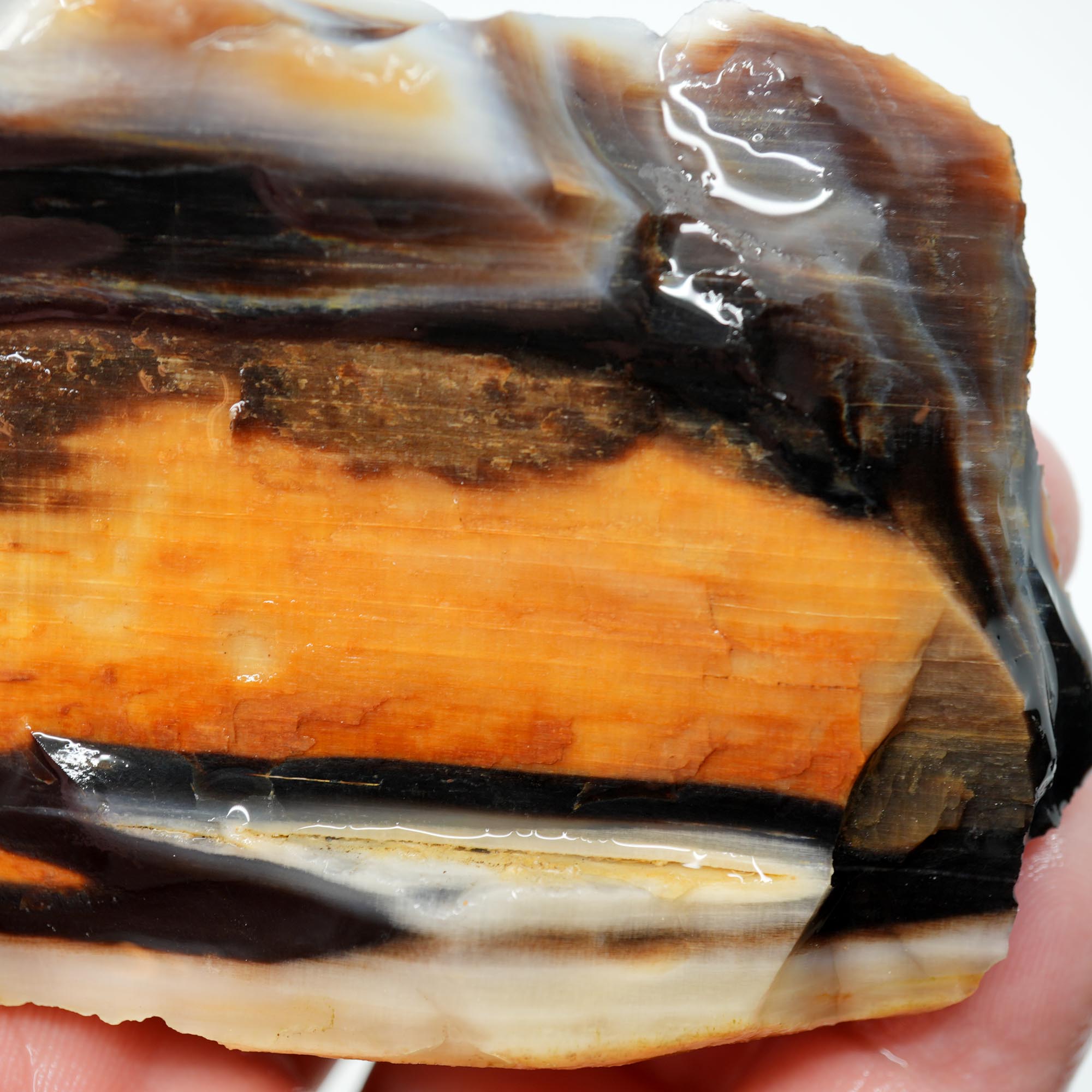 Mystery Opalized Petrified Wood Rough - Black White Sunset Possibly Sycamore