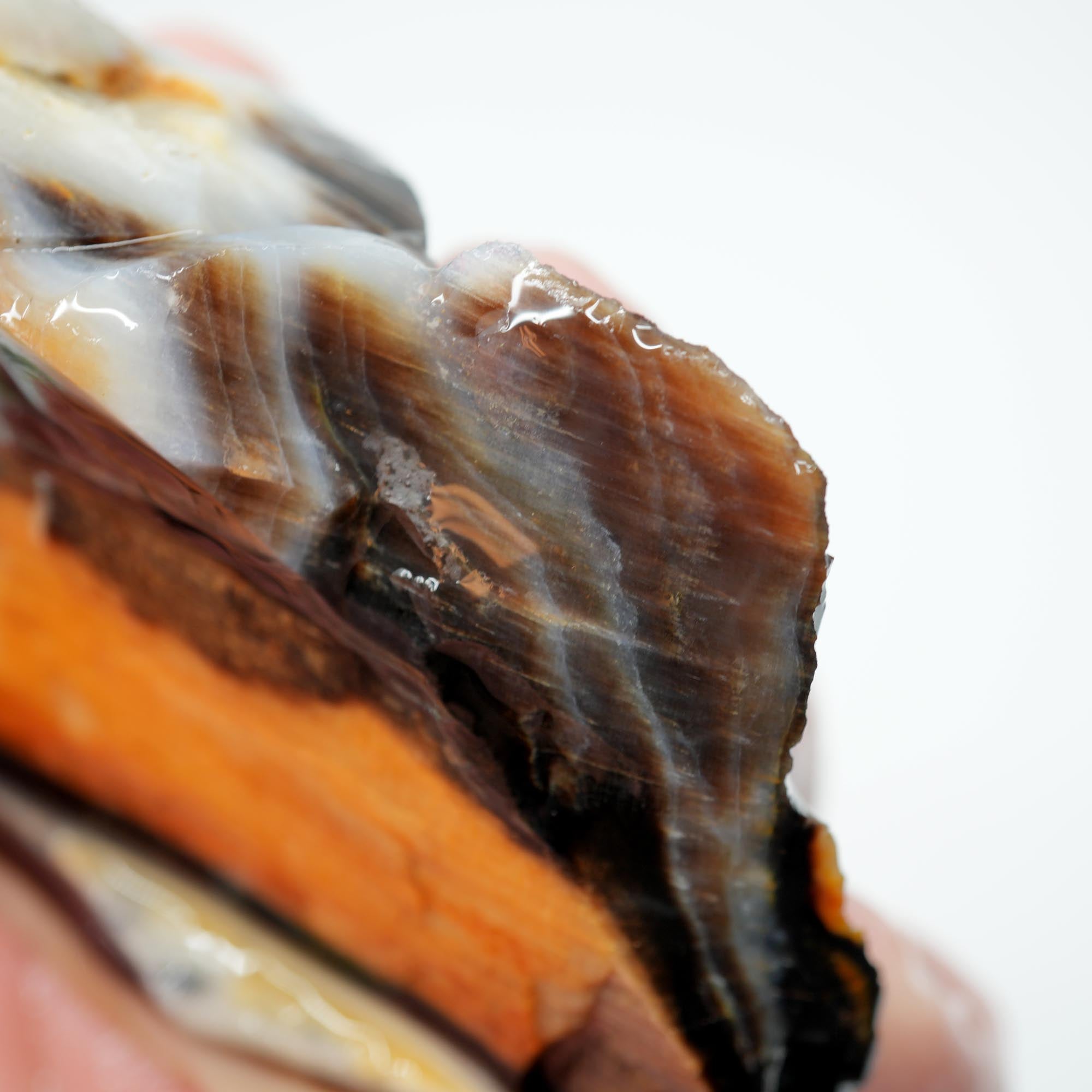 Mystery Opalized Petrified Wood Rough - Black White Sunset Possibly Sycamore