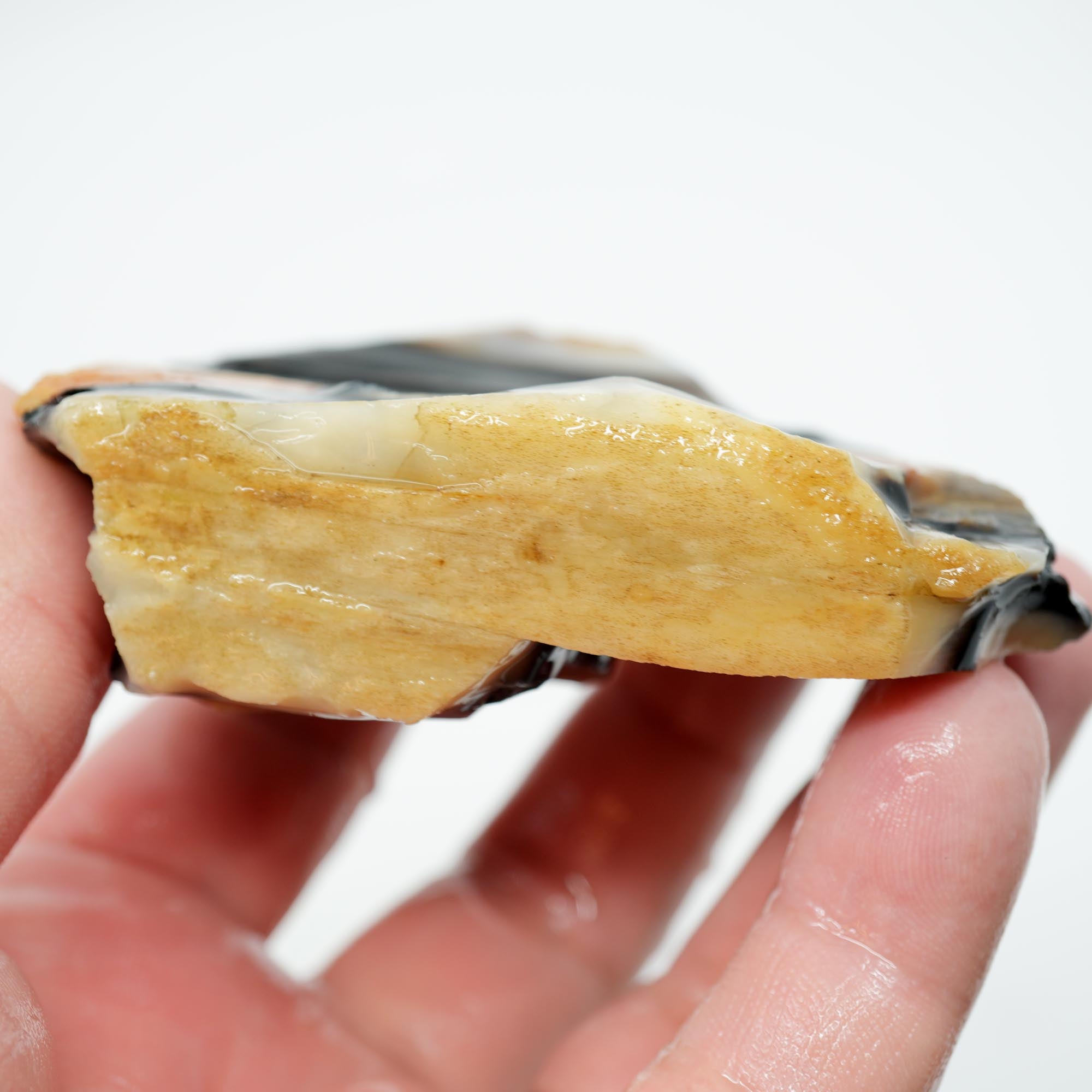 Mystery Opalized Petrified Wood Rough - Black White Sunset Possibly Sycamore