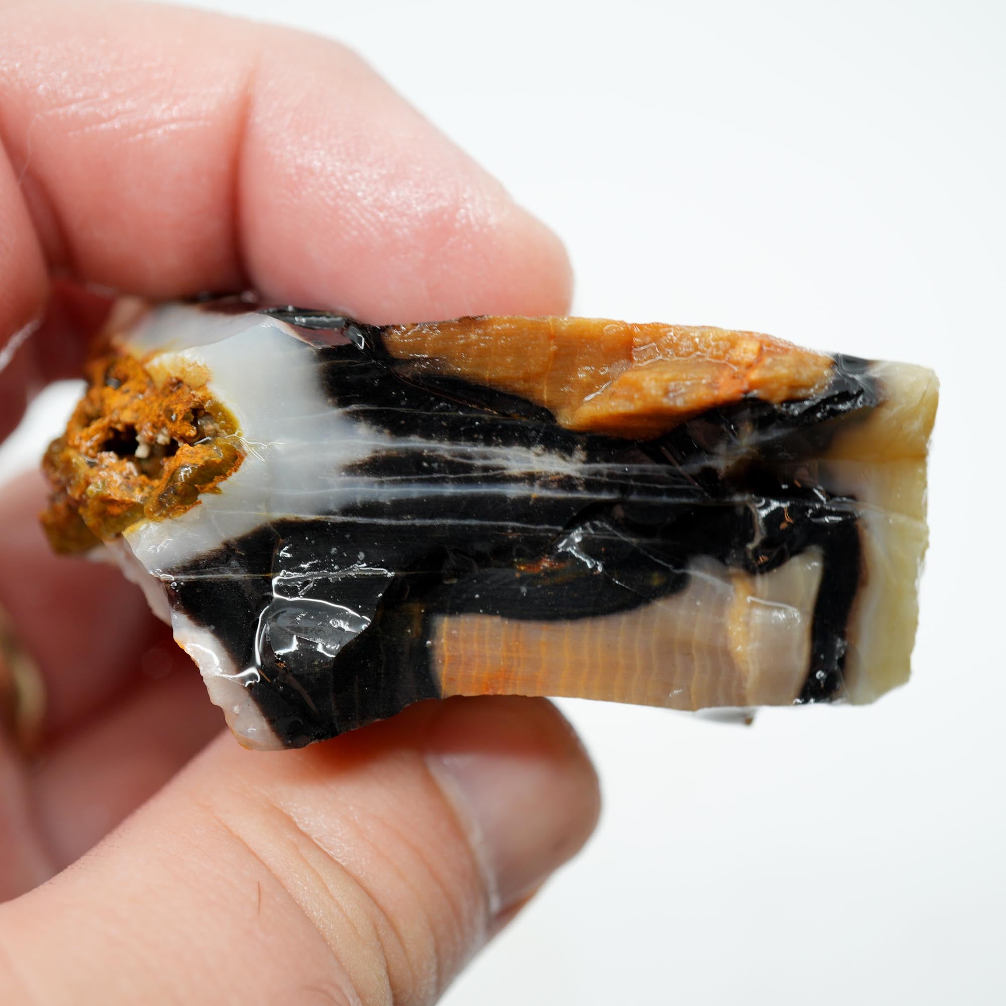 Mystery Opalized Petrified Wood Rough - Black White Sunset Possibly Sycamore