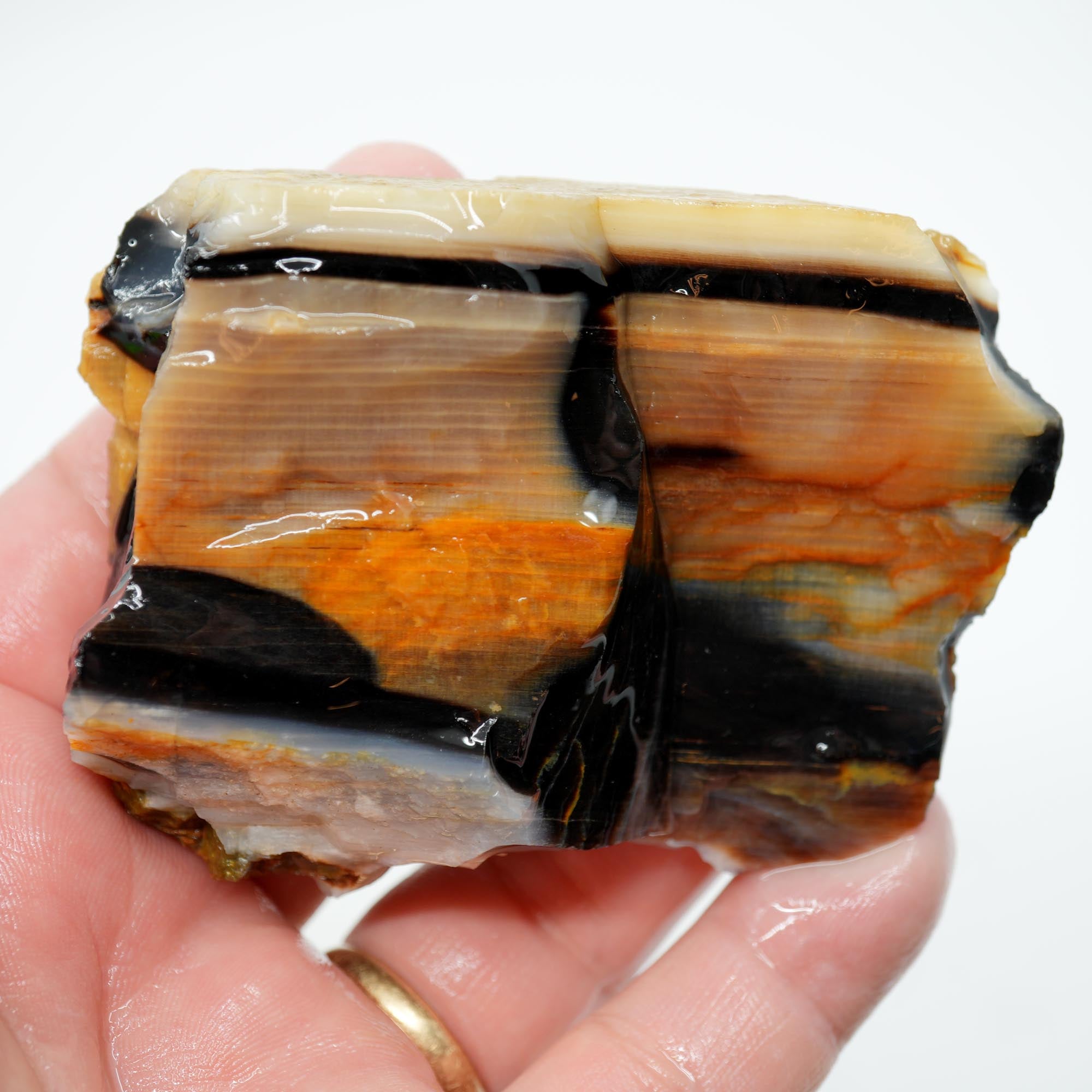 Mystery Opalized Petrified Wood Rough - Black White Sunset Possibly Sycamore