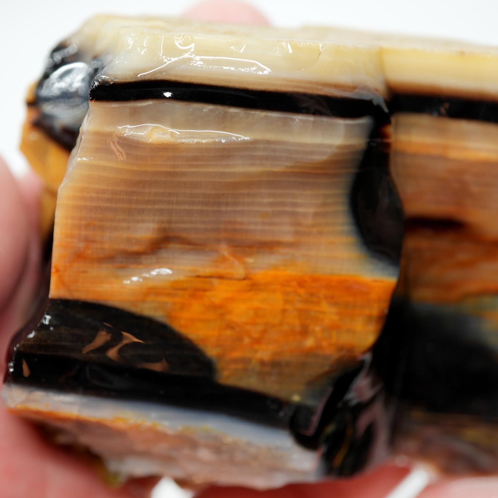 Mystery Opalized Petrified Wood Rough - Black White Sunset Possibly Sycamore