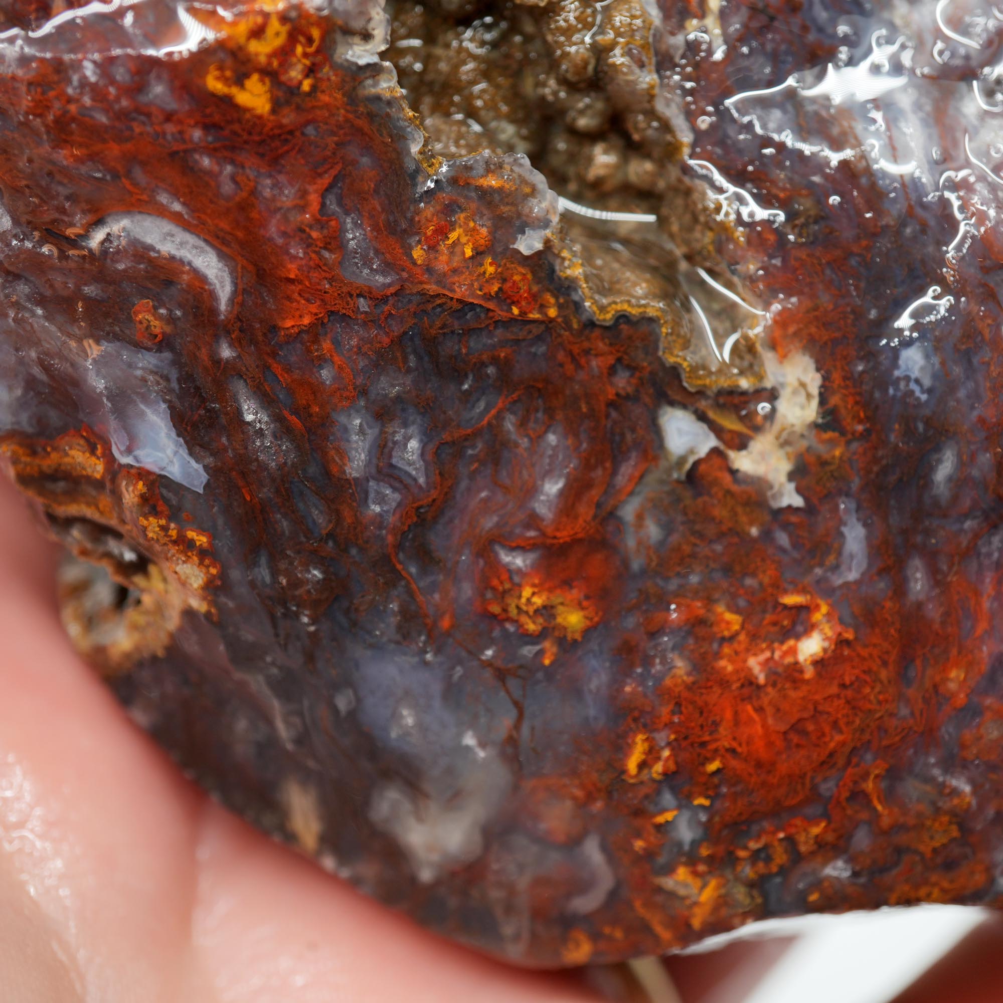 San Carlos Agate Rough - Bright Red with Midnight Smoky and Well-Defined Blue Agate