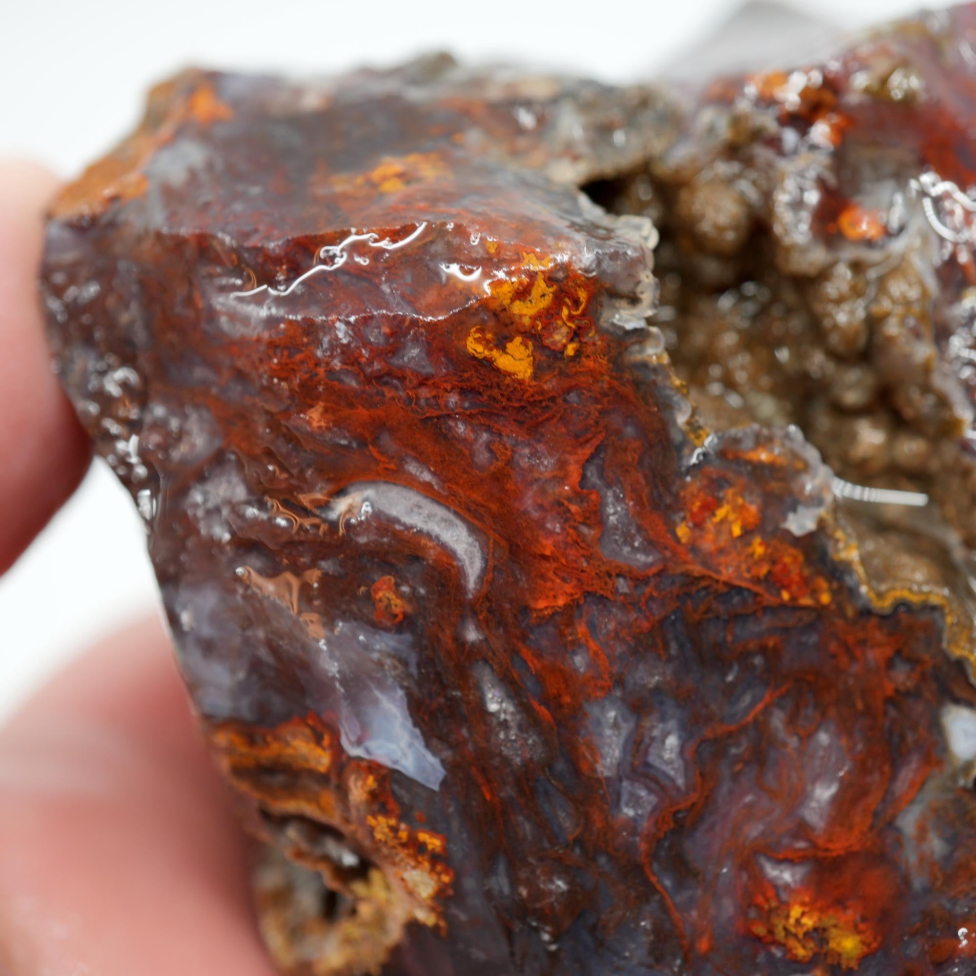 San Carlos Agate Rough - Bright Red with Midnight Smoky and Well-Defined Blue Agate