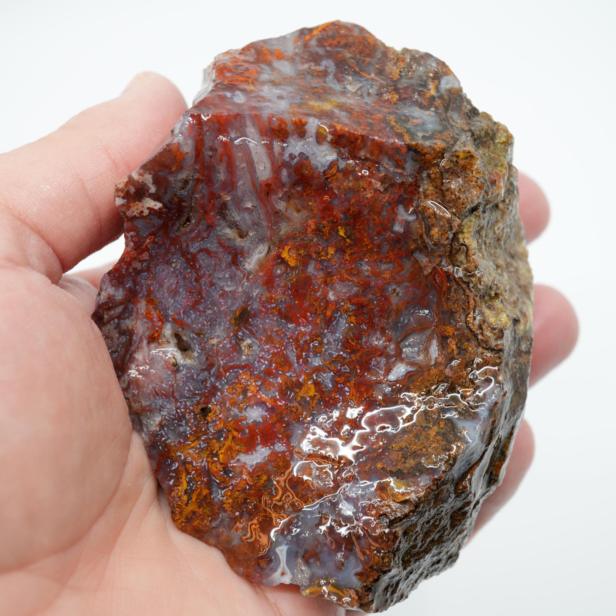San Carlos Agate Rough - Bright Red with Midnight Smoky and Well-Defined Blue Agate