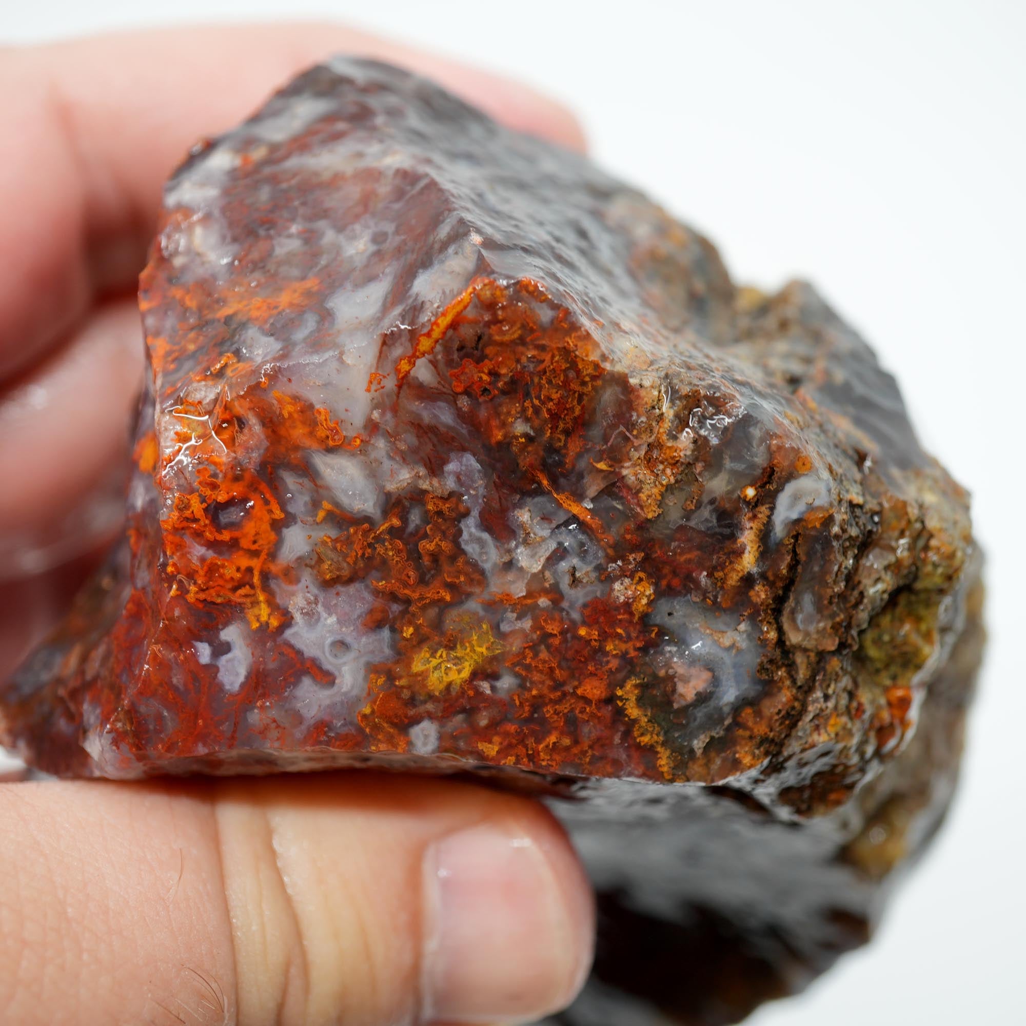 San Carlos Agate Rough - Bright Red with Midnight Smoky and Well-Defined Blue Agate