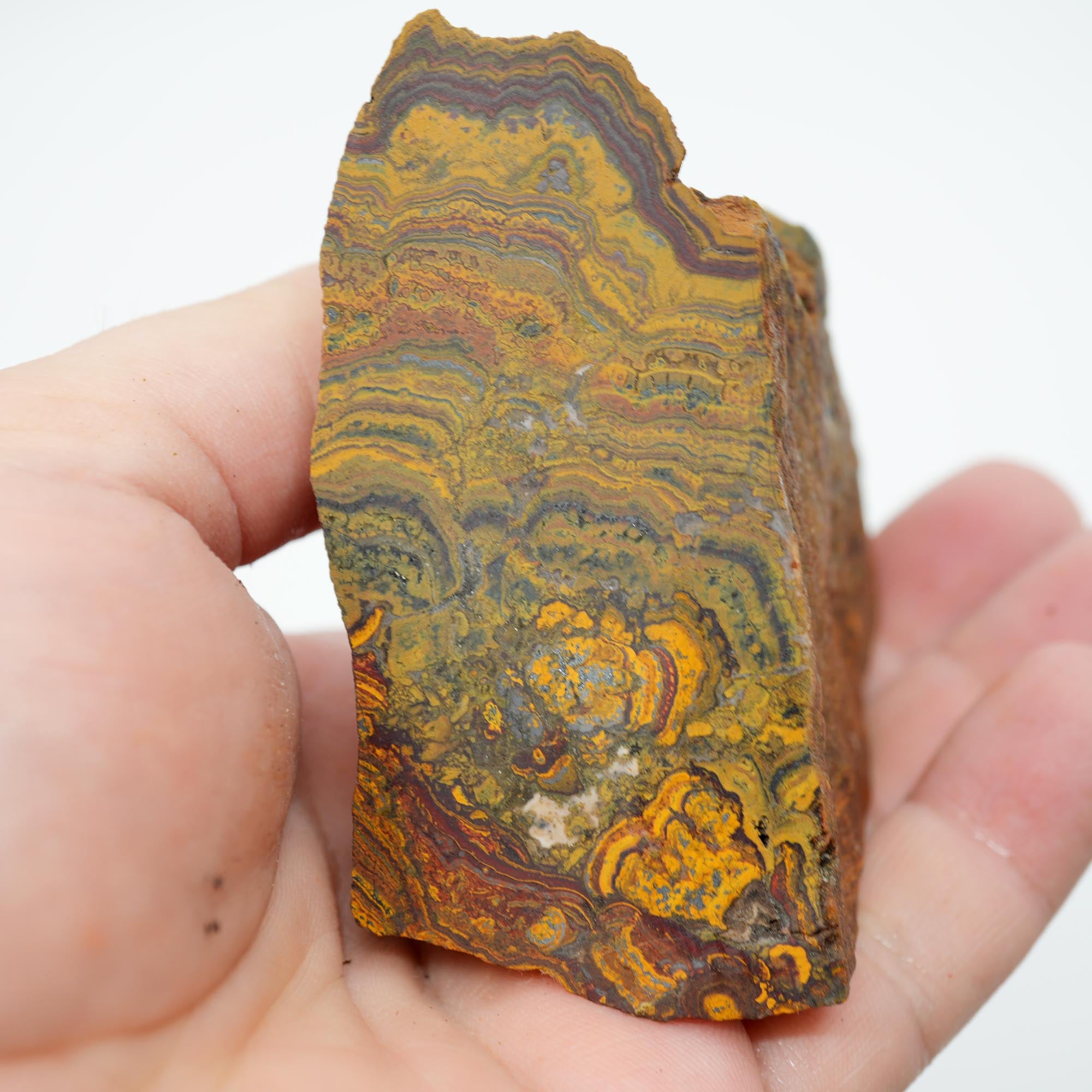 Apple Valley Jasper Cut and Proven - Hematite Flowers with Wavy Stromatolite Oolitic