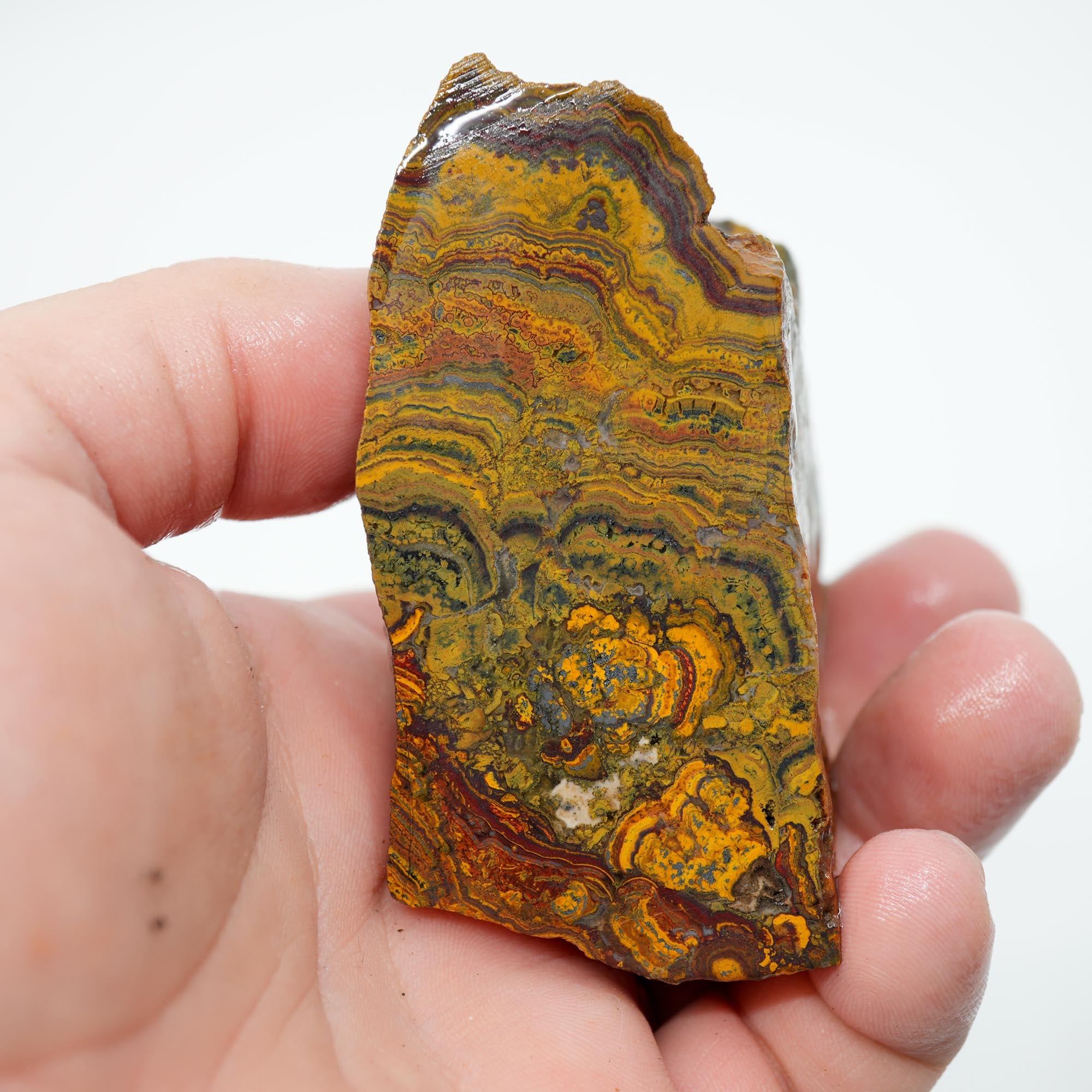 Apple Valley Jasper Cut and Proven - Hematite Flowers with Wavy Stromatolite Oolitic