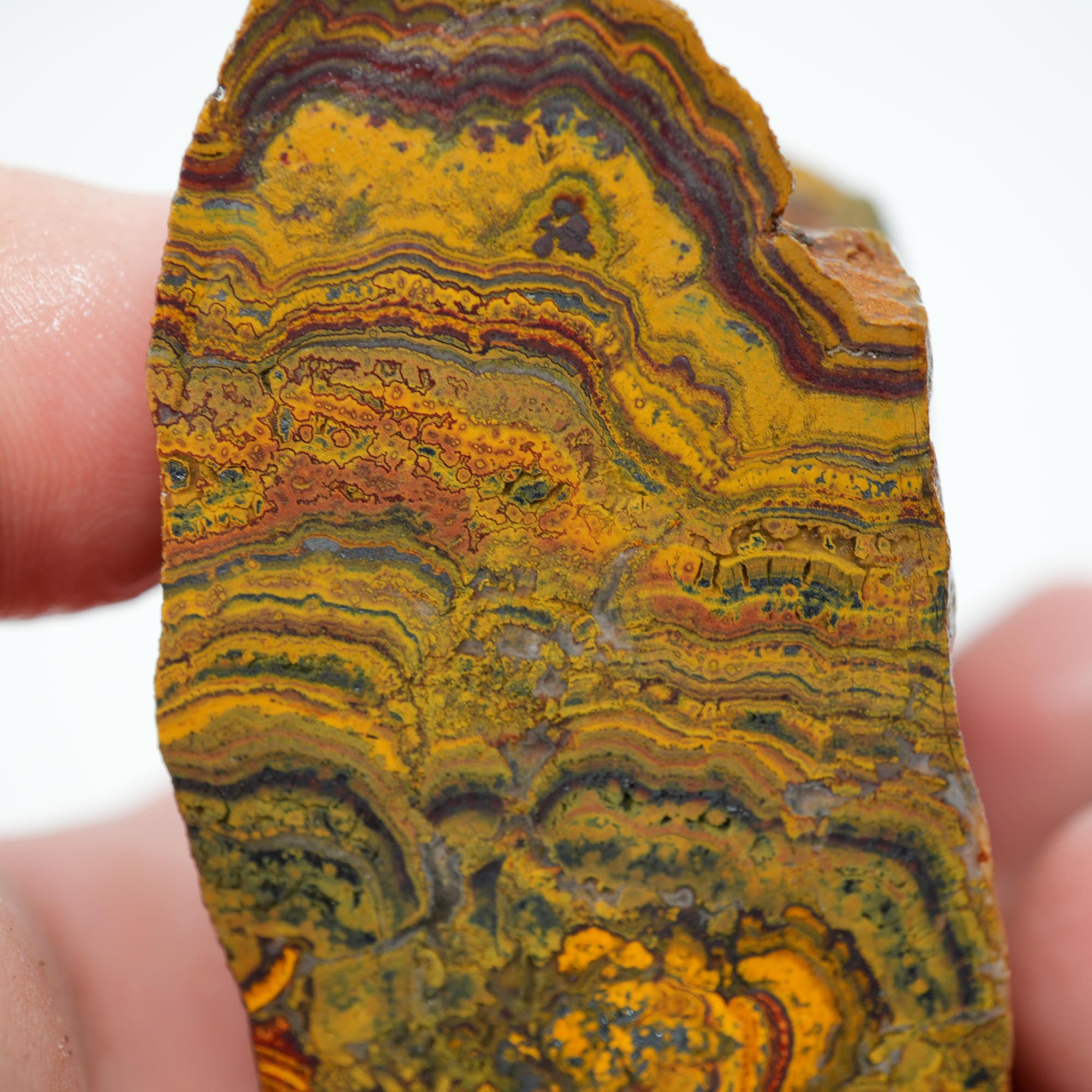 Apple Valley Jasper Cut and Proven - Hematite Flowers with Wavy Stromatolite Oolitic