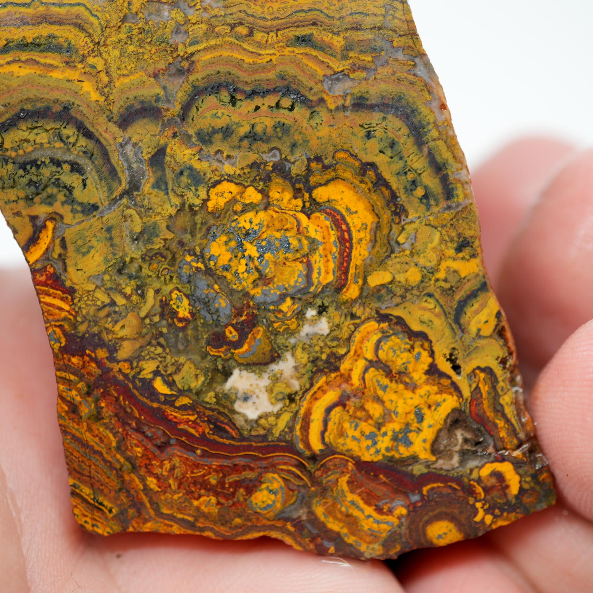 Apple Valley Jasper Cut and Proven - Hematite Flowers with Wavy Stromatolite Oolitic