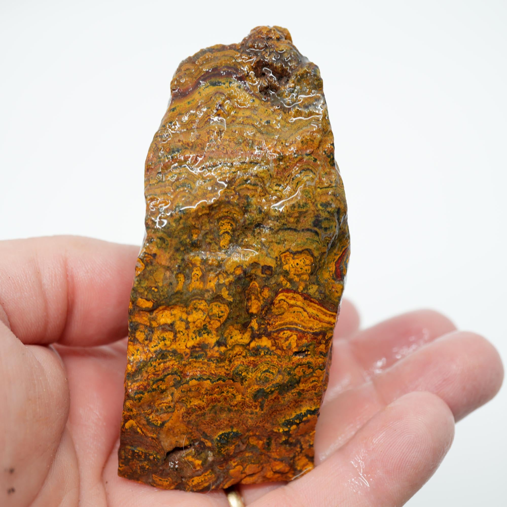 Apple Valley Jasper Cut and Proven - Hematite Flowers with Wavy Stromatolite Oolitic