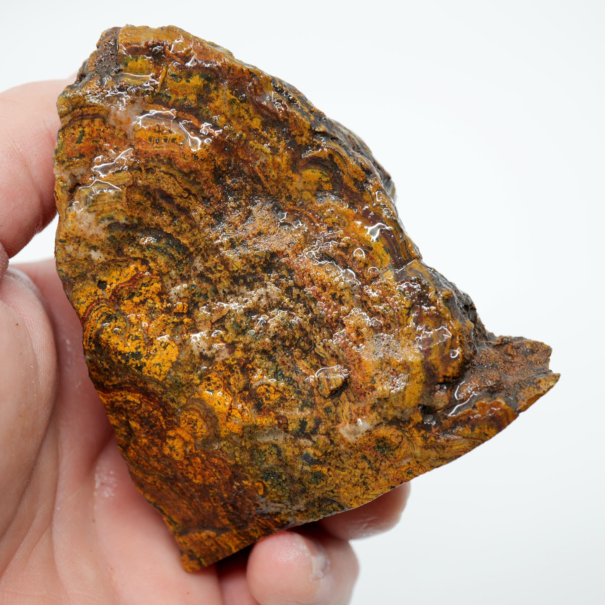 Apple Valley Jasper Cut and Proven - Hematite Flowers with Wavy Stromatolite Oolitic