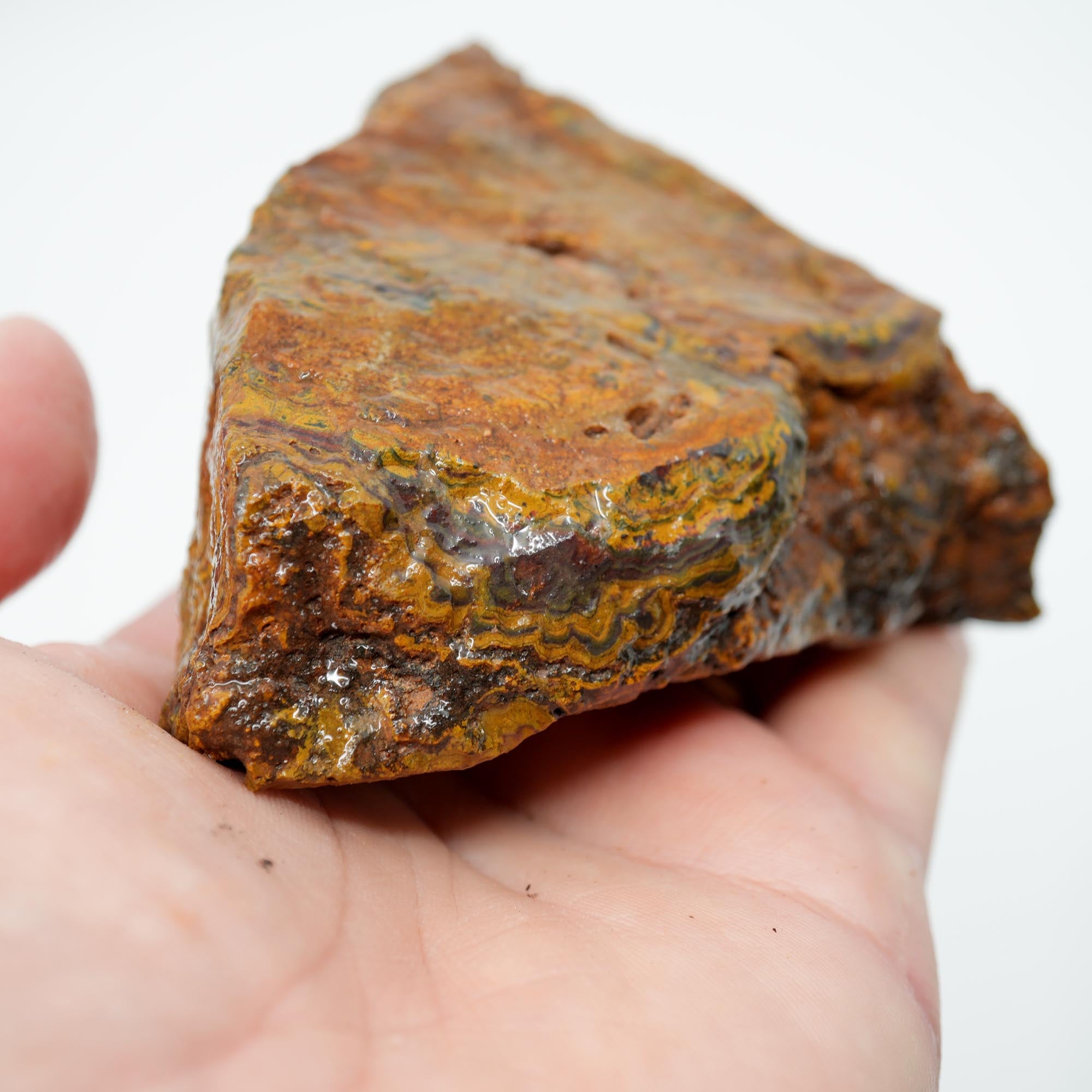 Apple Valley Jasper Cut and Proven - Hematite Flowers with Wavy Stromatolite Oolitic