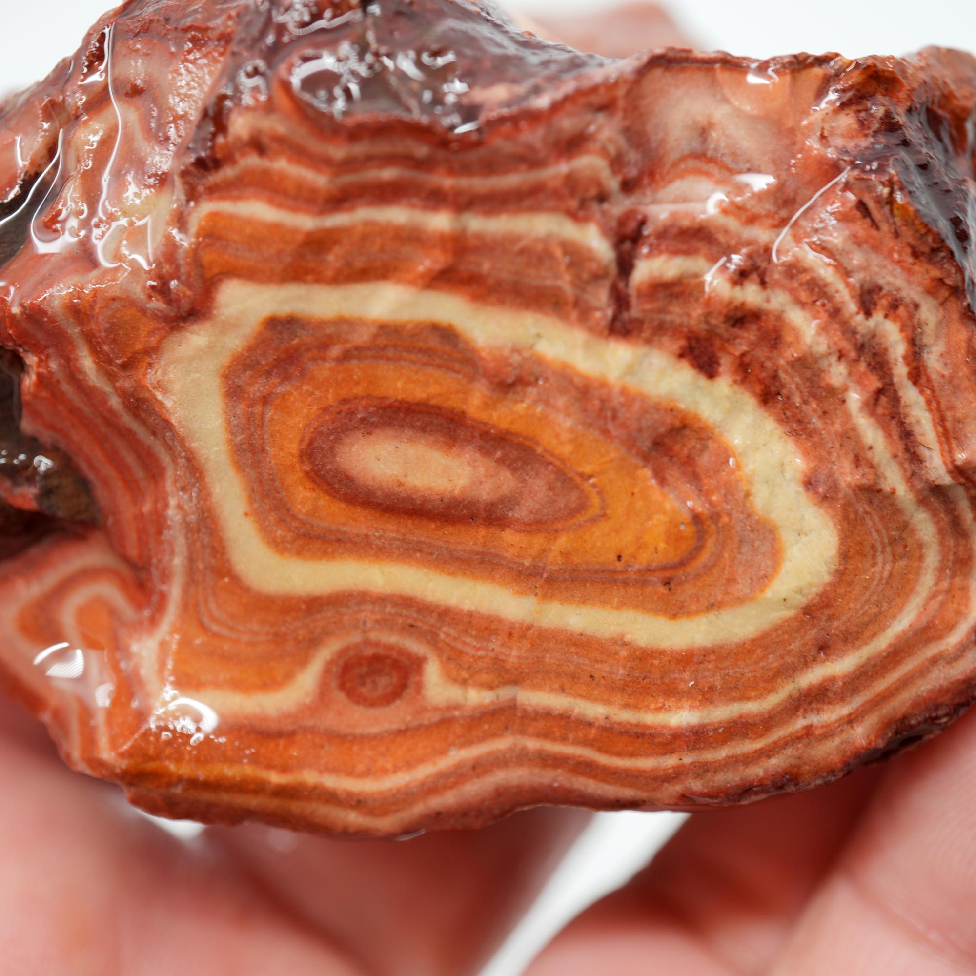 Nevada Wonderstone Rough - High-Grade with Osmosis Pattern Multi-Slab Cutter