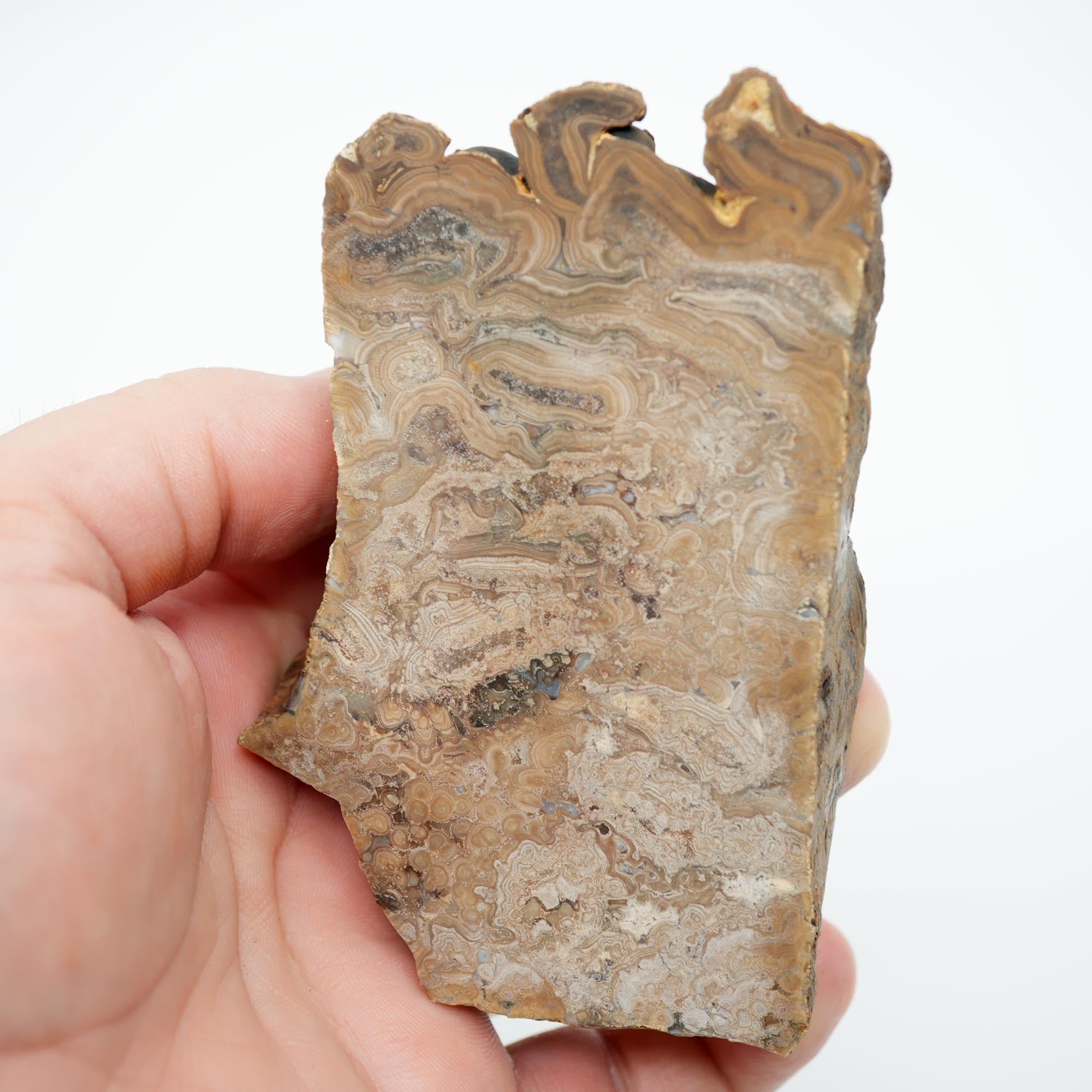 Wyoming Fossil Stromatolite Rough - Striking Exterior Pattern Display Piece