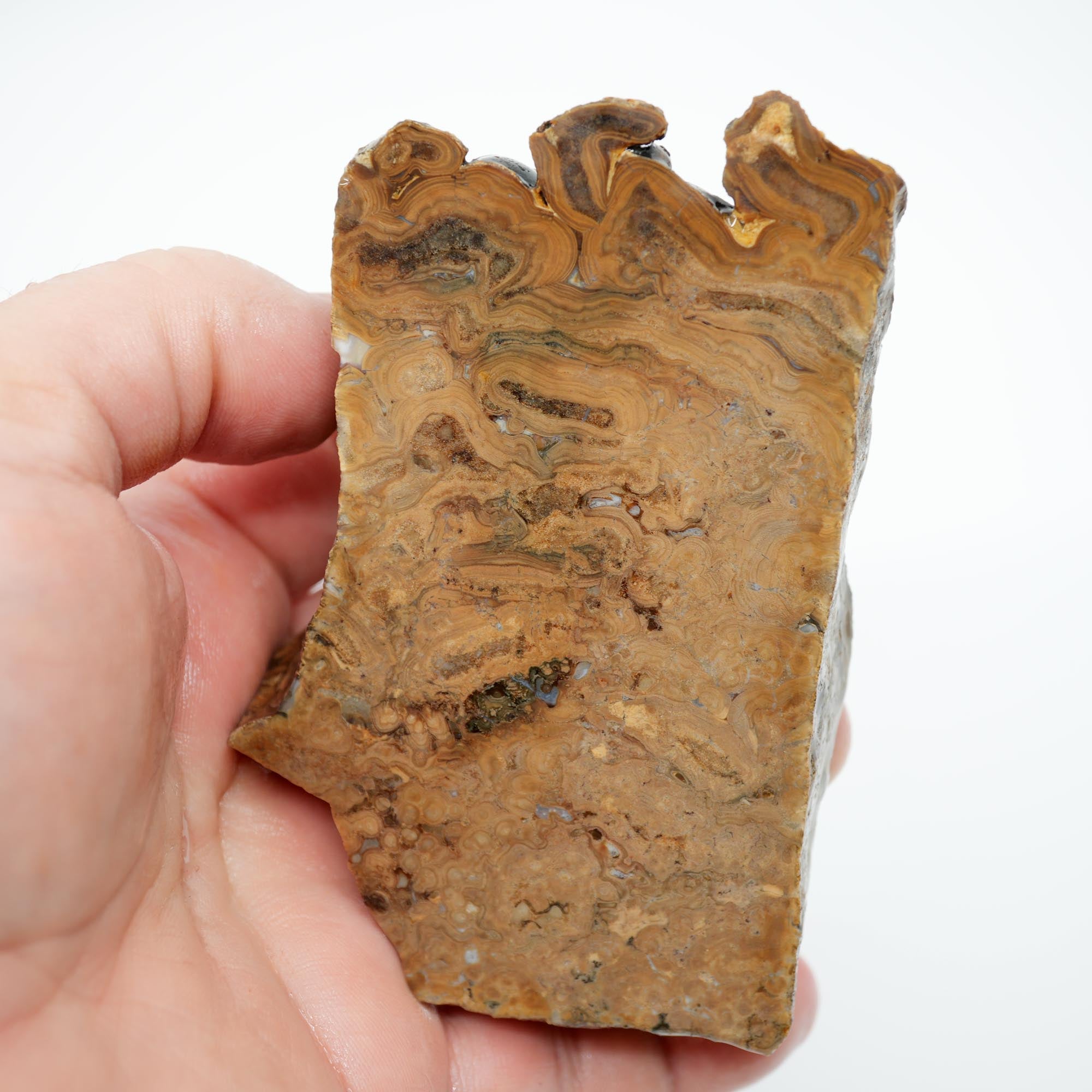 Wyoming Fossil Stromatolite Rough - Striking Exterior Pattern Display Piece