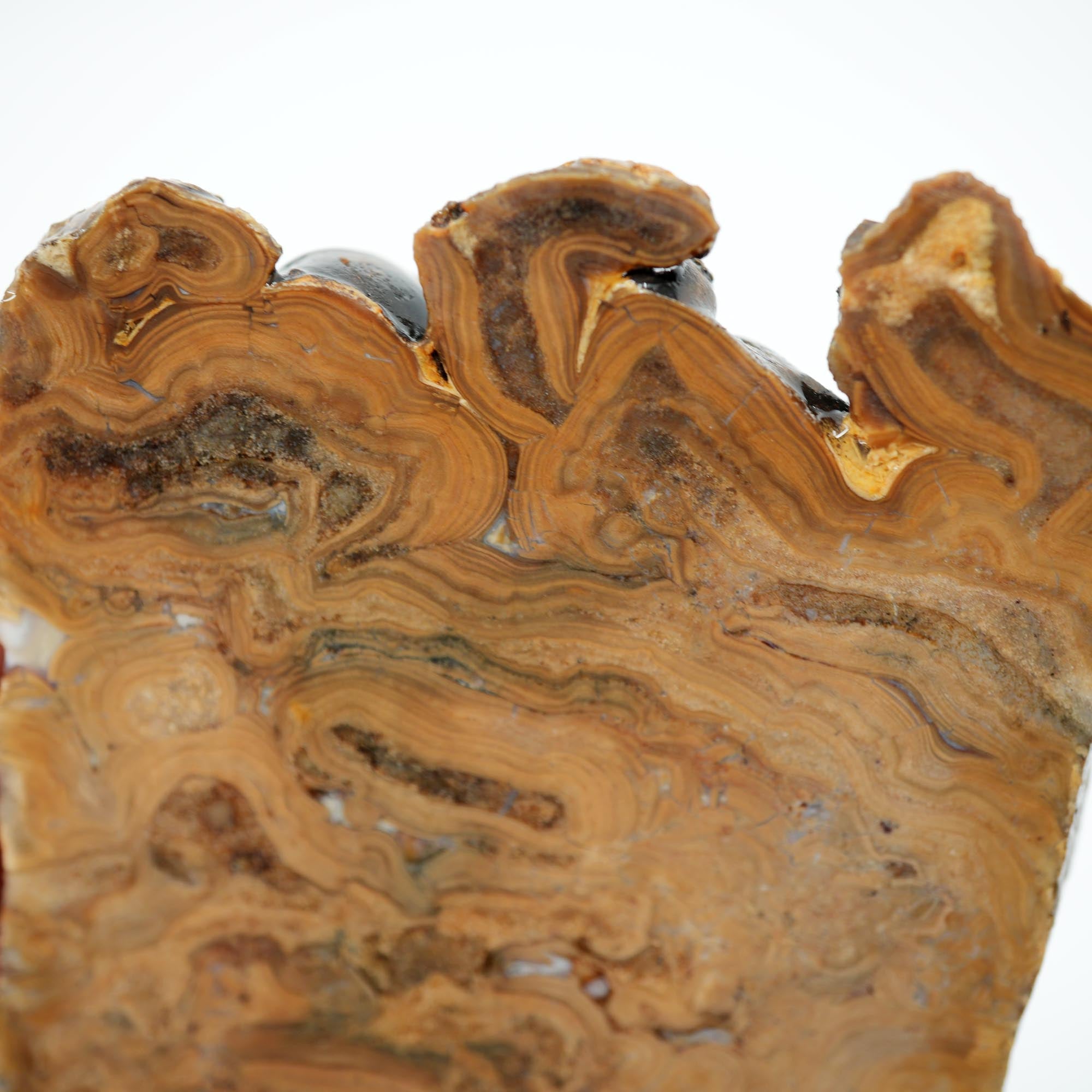 Wyoming Fossil Stromatolite Rough - Striking Exterior Pattern Display Piece