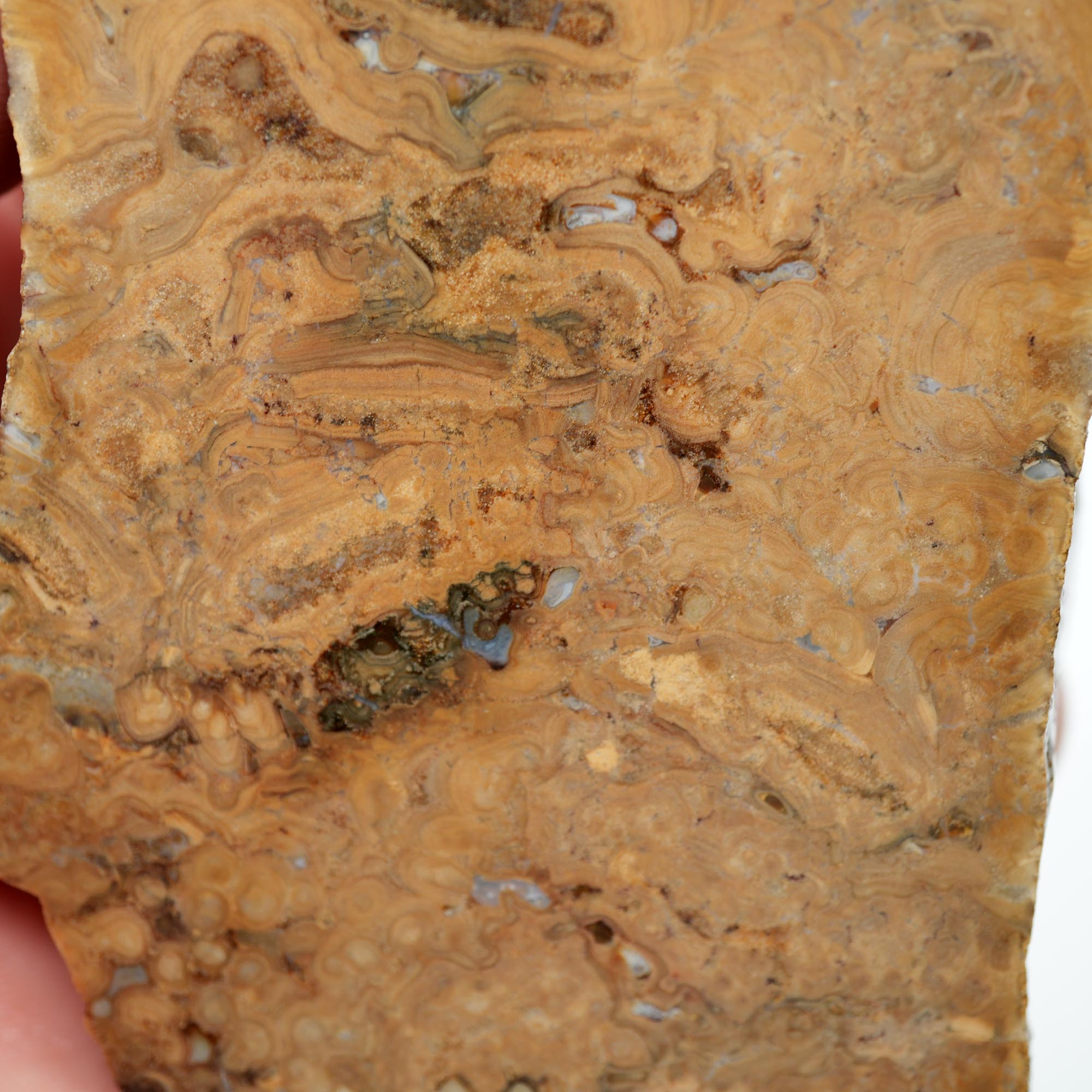 Wyoming Fossil Stromatolite Rough - Striking Exterior Pattern Display Piece