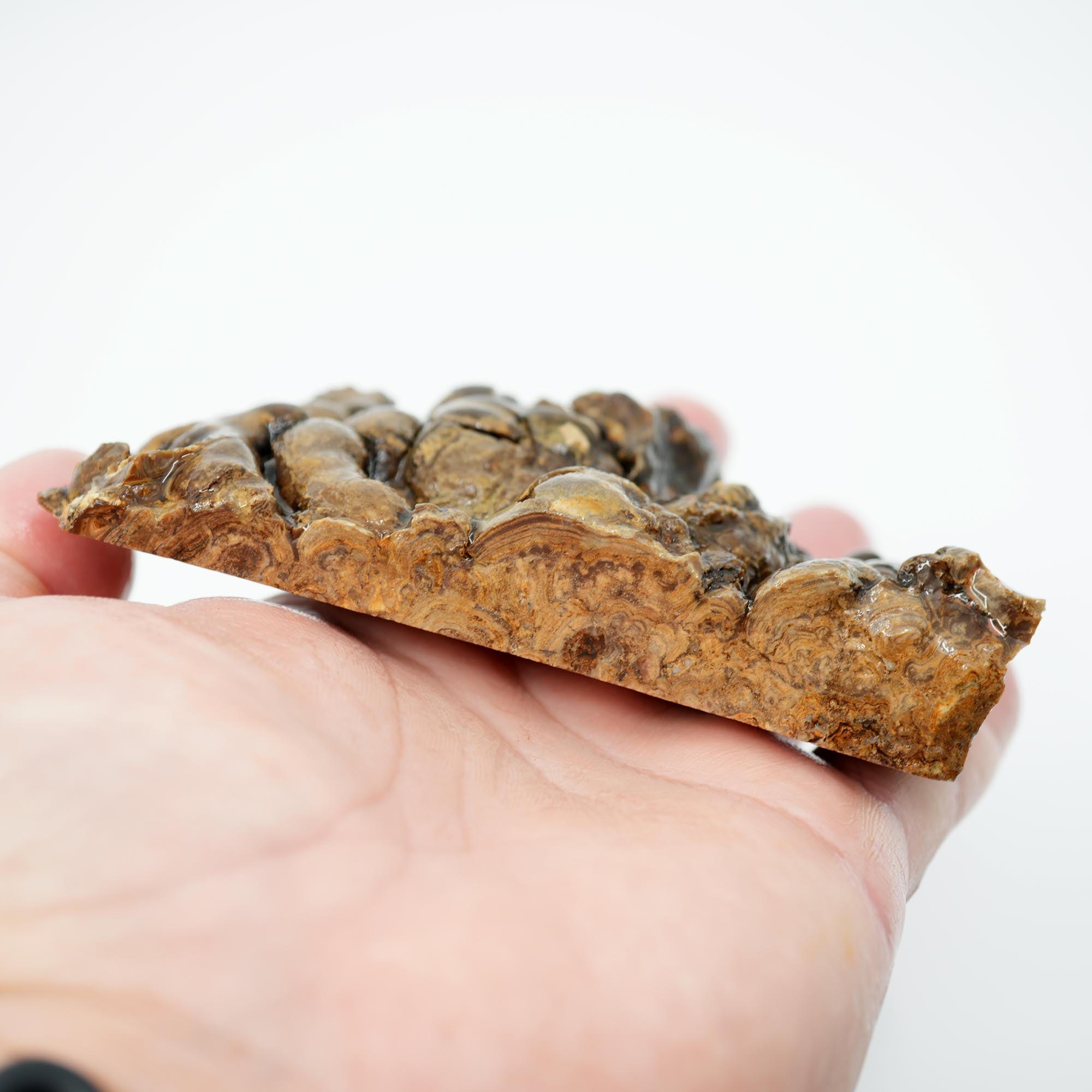 Wyoming Fossil Stromatolite Rough - Striking Exterior Pattern Display Piece