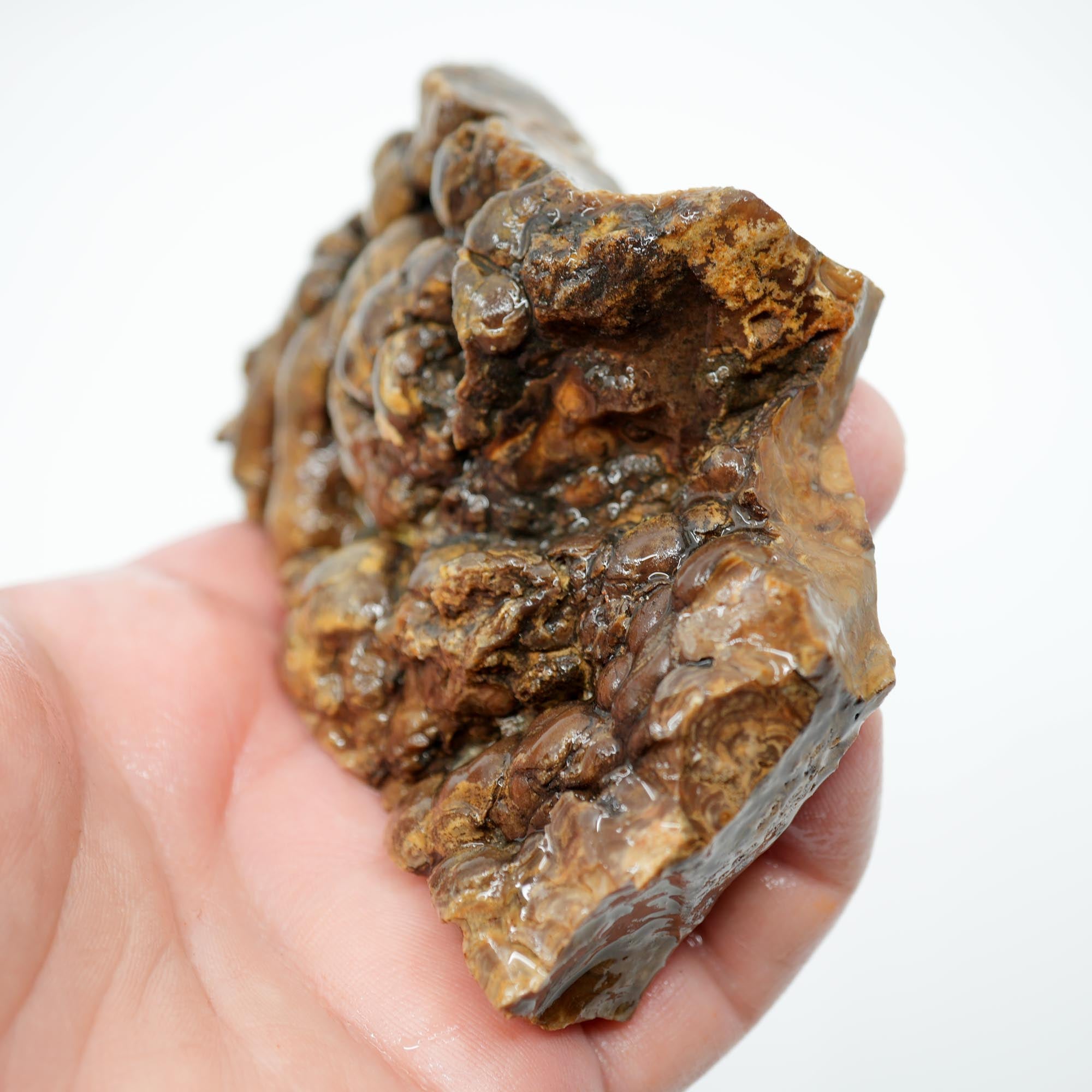 Wyoming Fossil Stromatolite Rough - Striking Exterior Pattern Display Piece