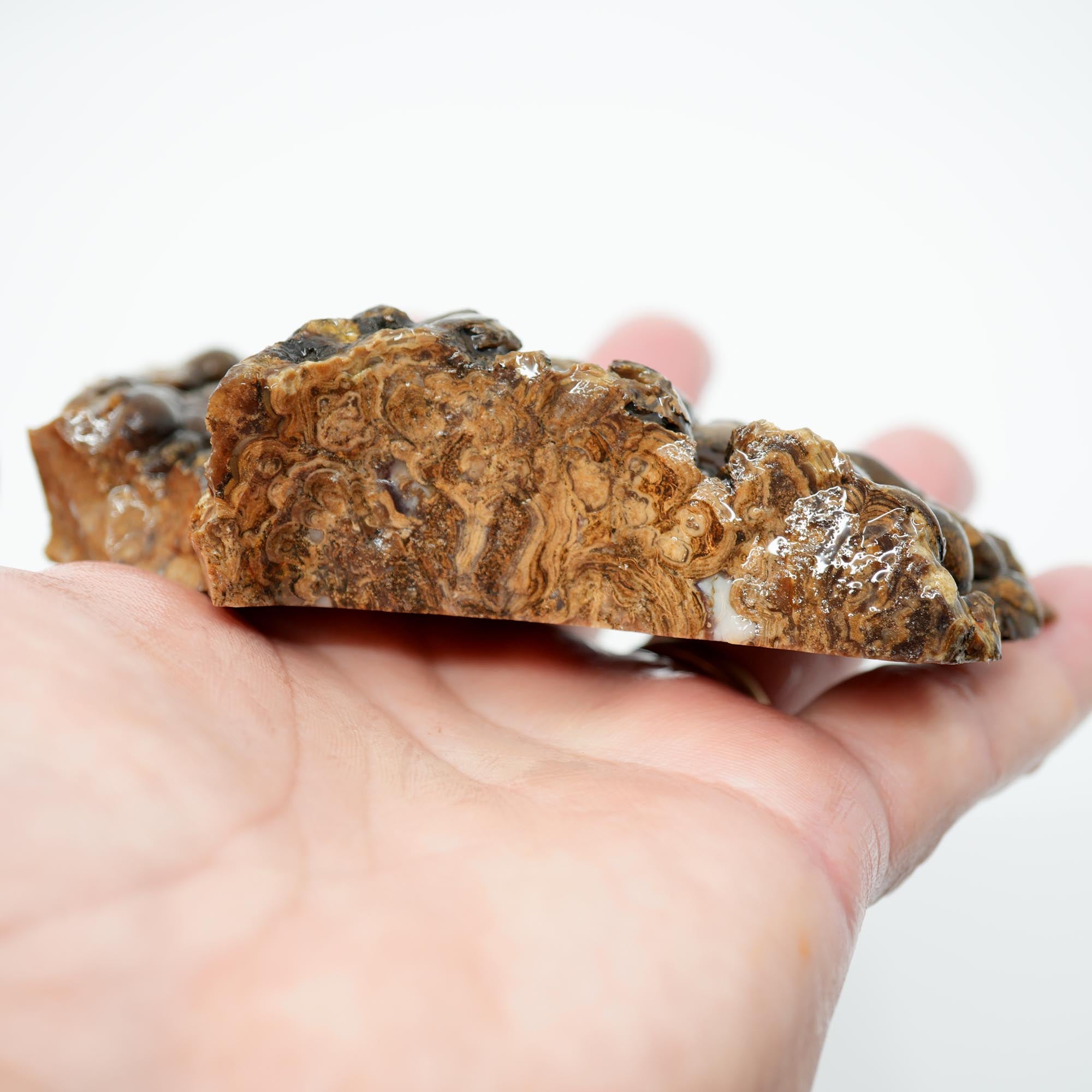 Wyoming Fossil Stromatolite Rough - Striking Exterior Pattern Display Piece