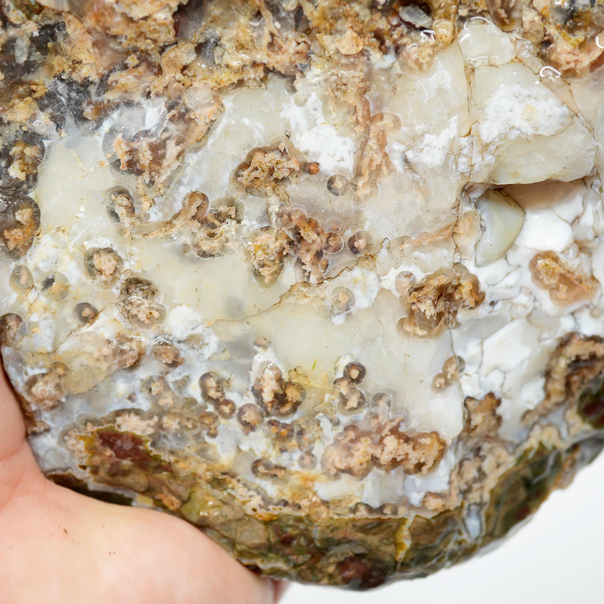 Mystery Thunderegg Rough - Tube Moss with Plume Potential Old Stock Ochoco