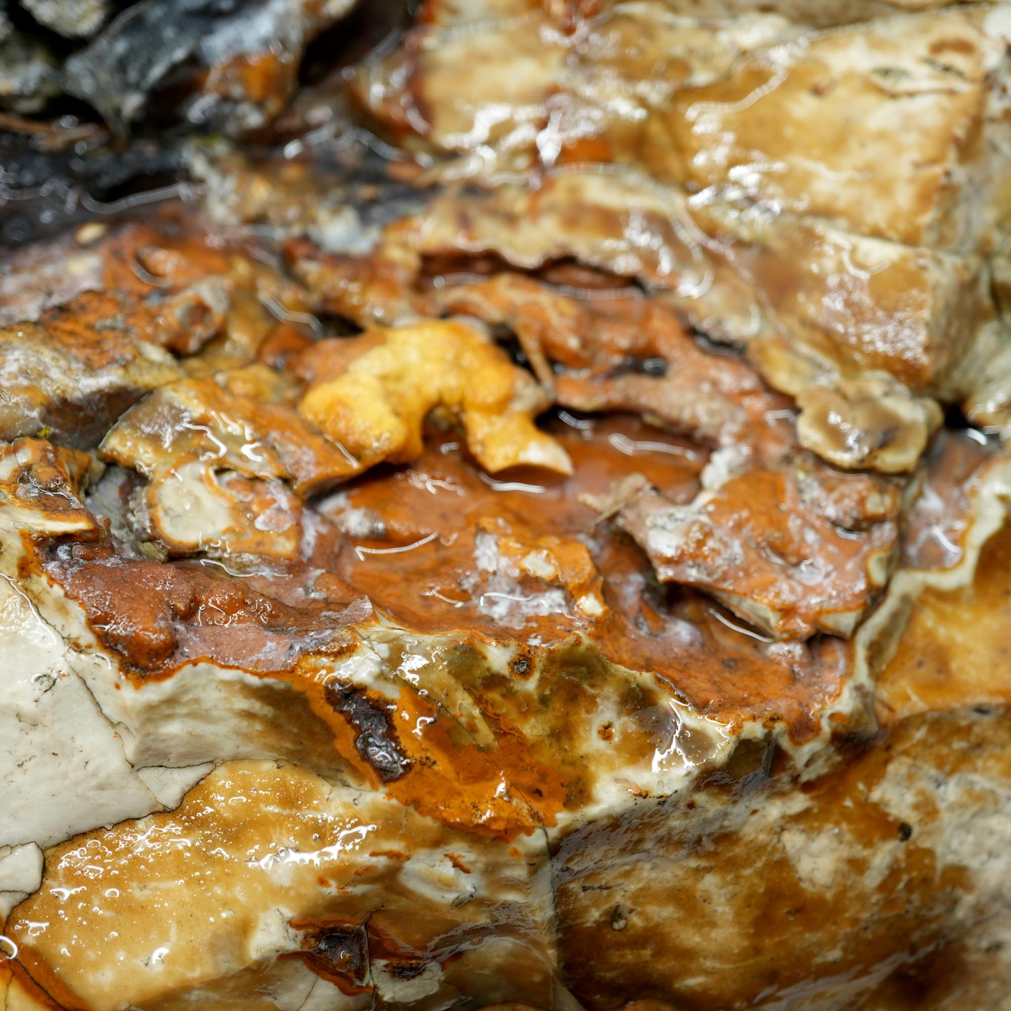 Paiute Jasper Rough - Old Stock Smoky Caramel with Wave-Like Clouds Large Cutter