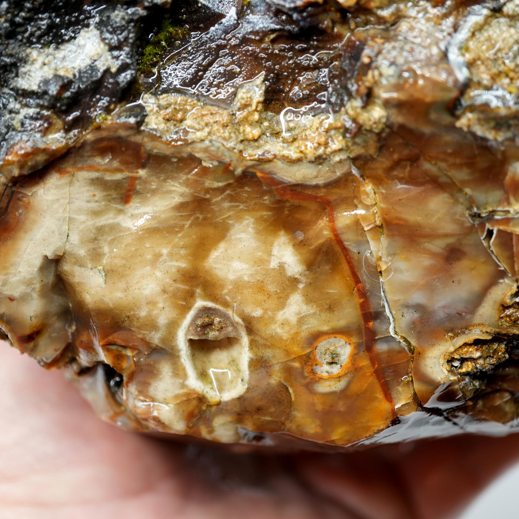 Paiute Jasper Rough - Old Stock Smoky Caramel with Wave-Like Clouds Large Cutter