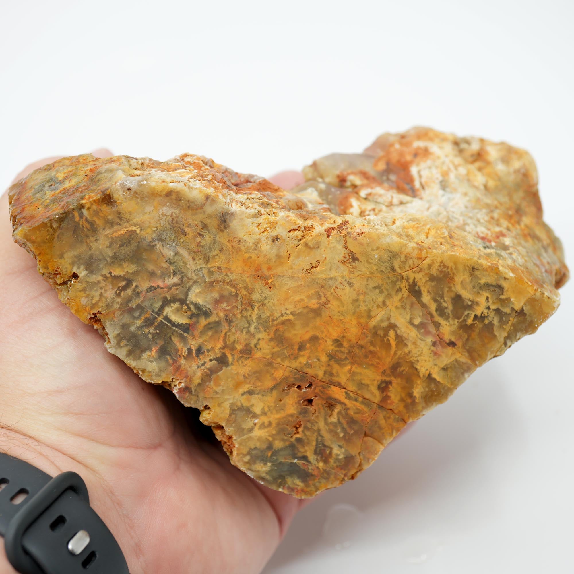 Regency Rose Plume Agate Rough - Old Stock Upward Plume with Red Cut Face