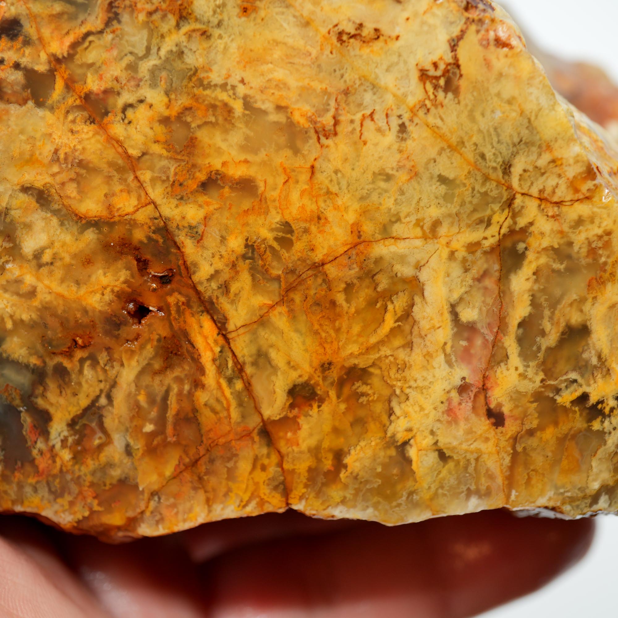 Regency Rose Plume Agate Rough - Old Stock Upward Plume with Red Cut Face