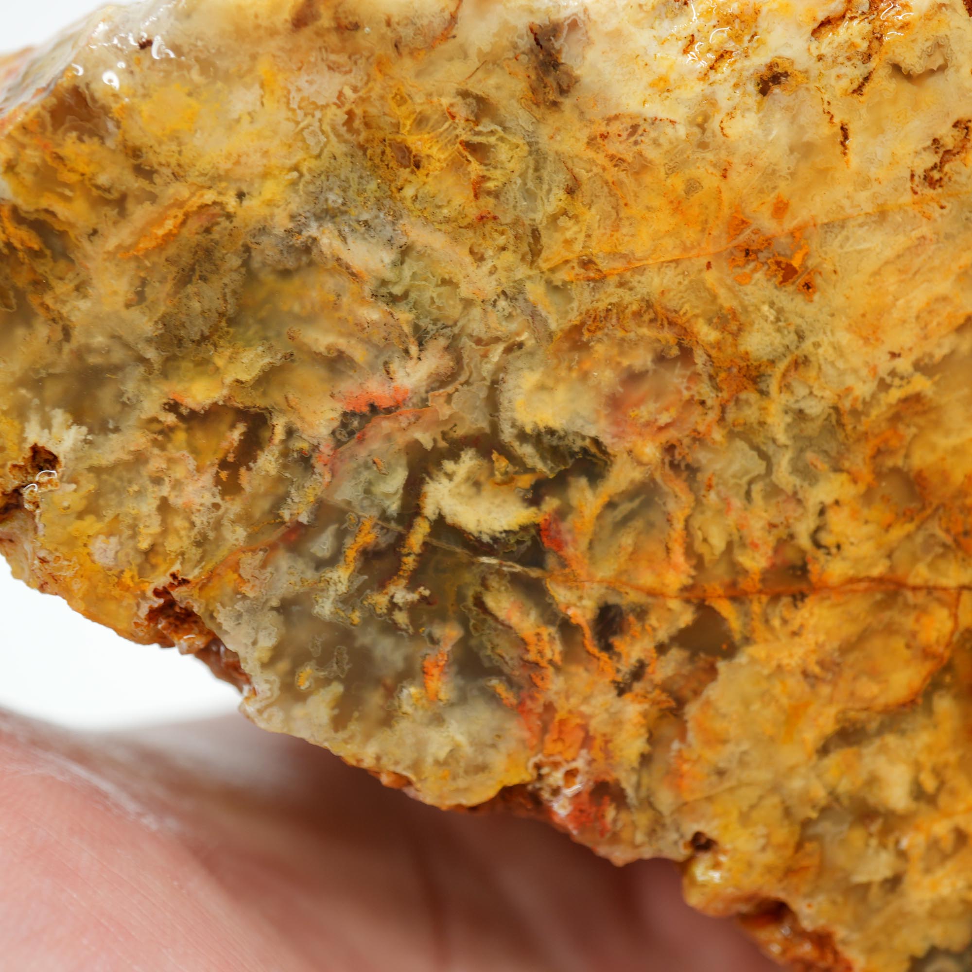 Regency Rose Plume Agate Rough - Old Stock Upward Plume with Red Cut Face