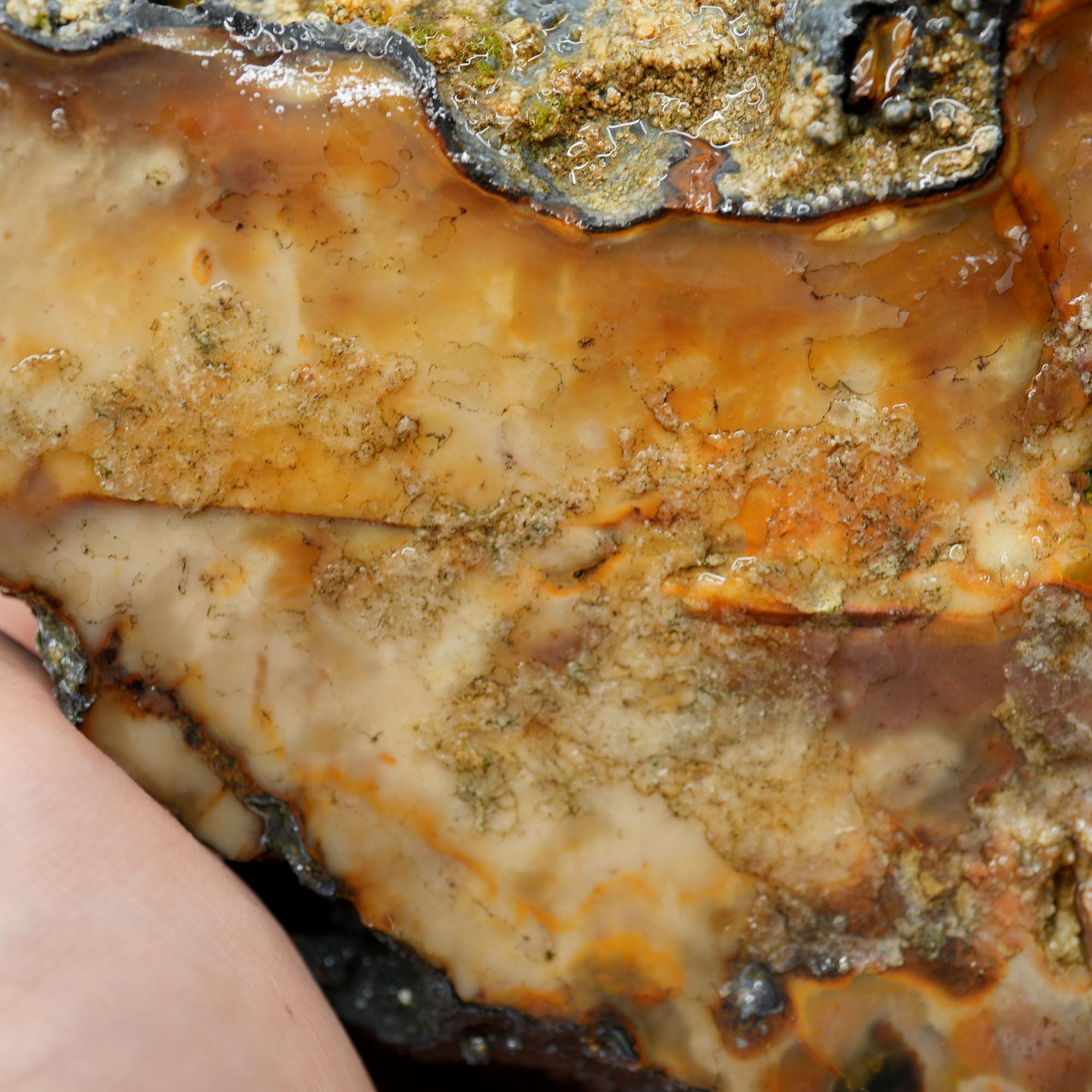 Paiute Jasper Rough - Old Stock Buckskin and Sunset with Smoky Tints