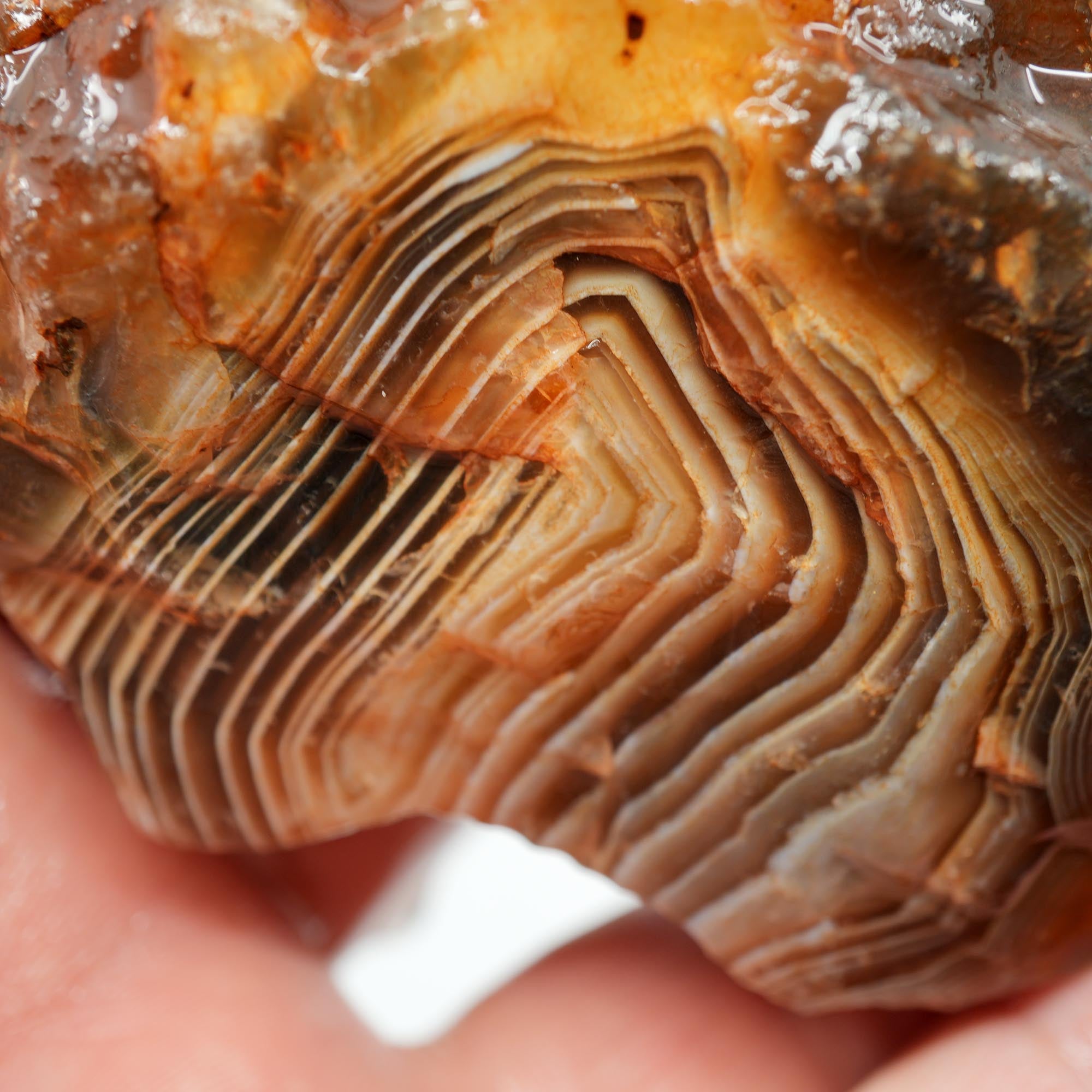 Botswana Agate Rough - Old Stock Fortification with Deep Blue Trimmer