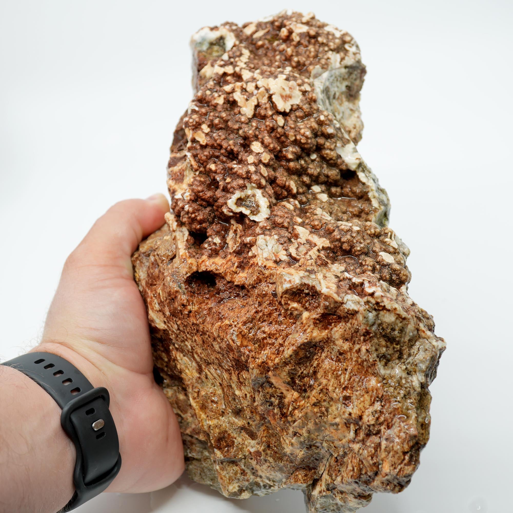 Hampton Butte Petrified Wood Rough - Old Stock Large Green Botryoidal Display