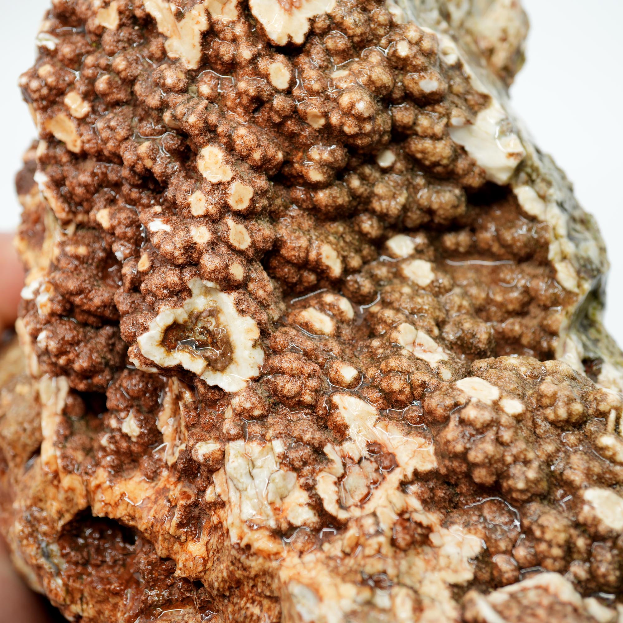 Hampton Butte Petrified Wood Rough - Old Stock Large Green Botryoidal Display
