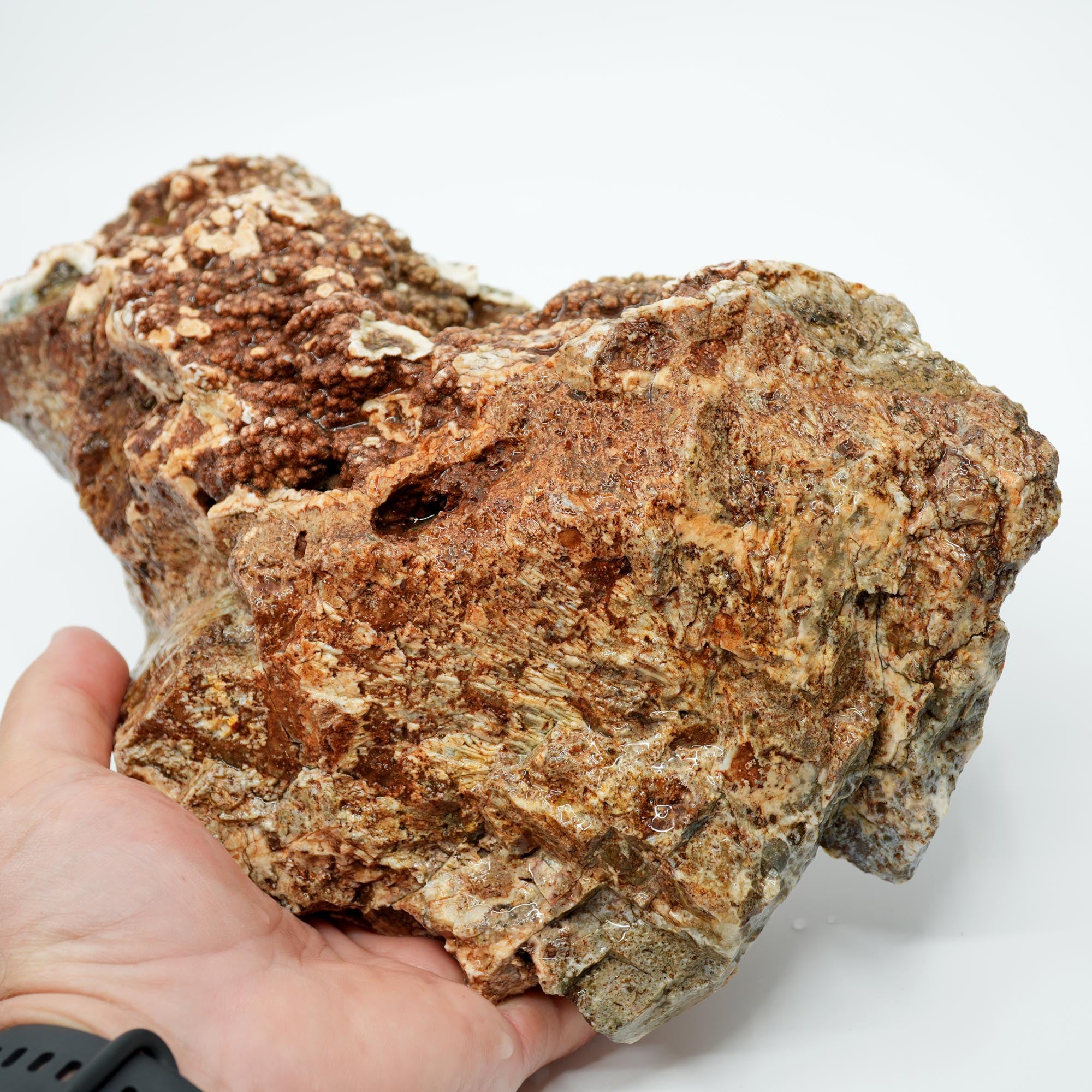 Hampton Butte Petrified Wood Rough - Old Stock Large Green Botryoidal Display
