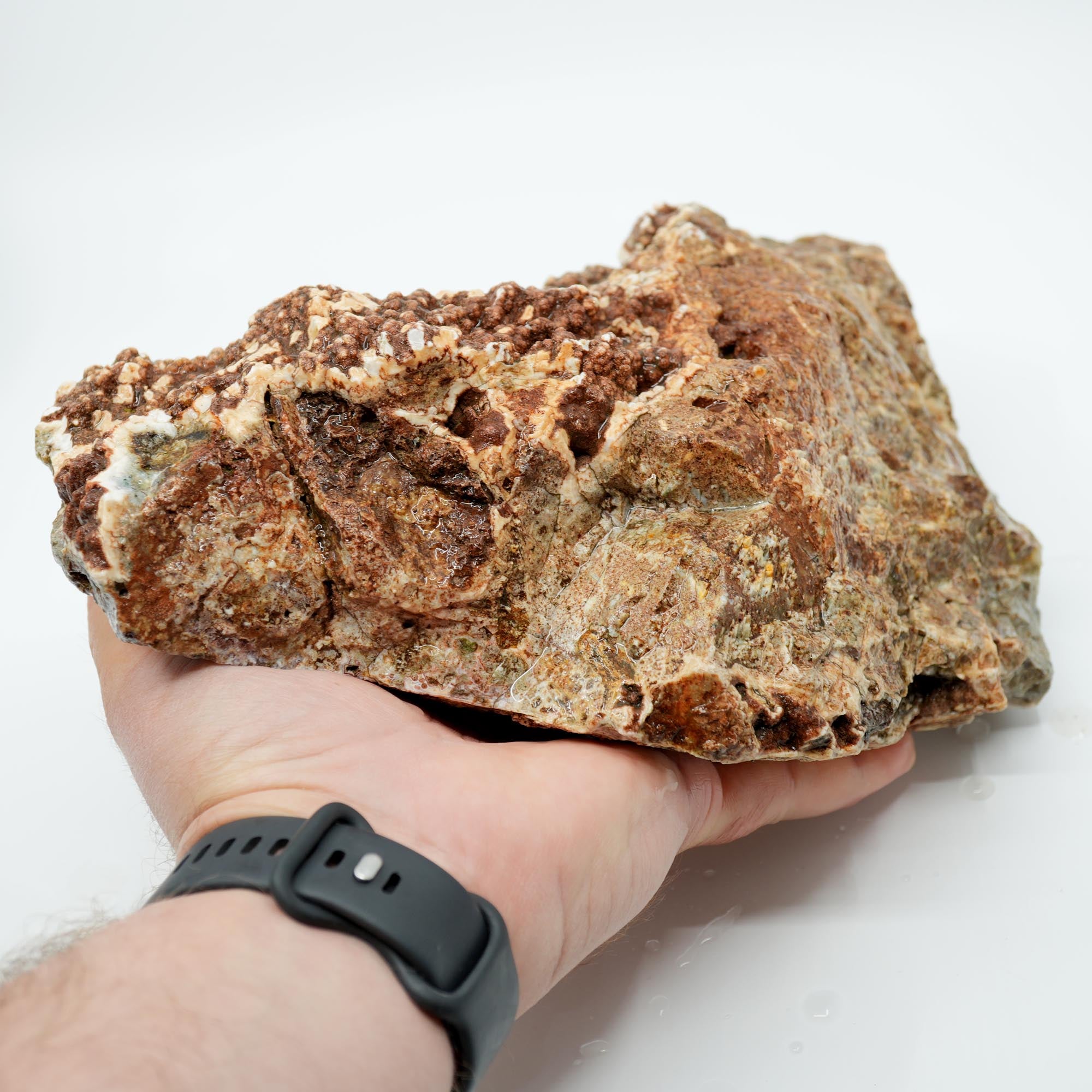 Hampton Butte Petrified Wood Rough - Old Stock Large Green Botryoidal Display