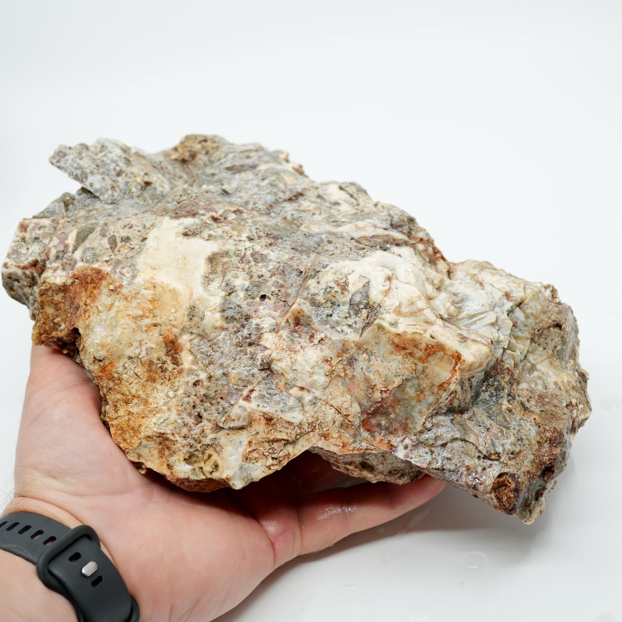 Hampton Butte Petrified Wood Rough - Old Stock Large Green Botryoidal Display
