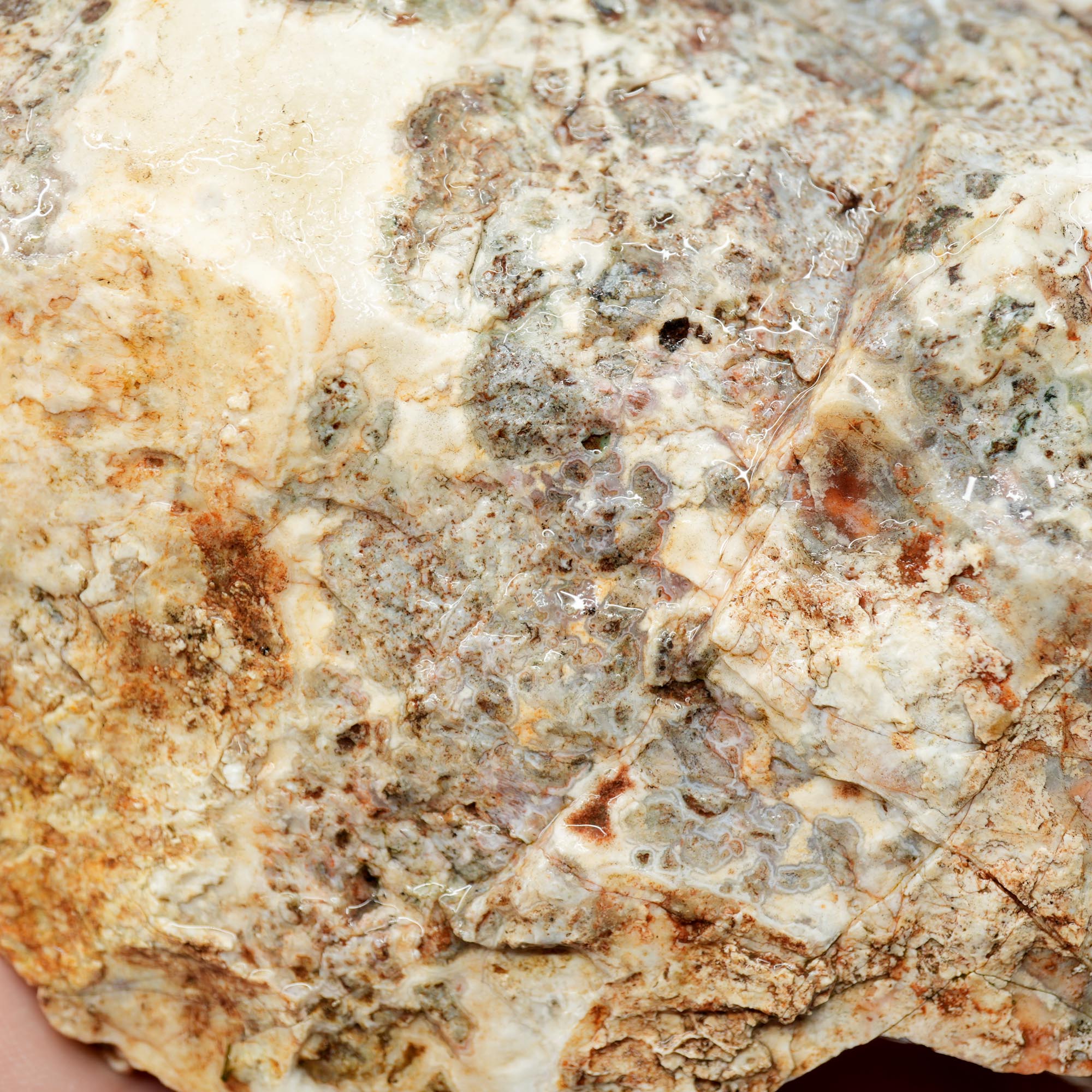 Hampton Butte Petrified Wood Rough - Old Stock Large Green Botryoidal Display