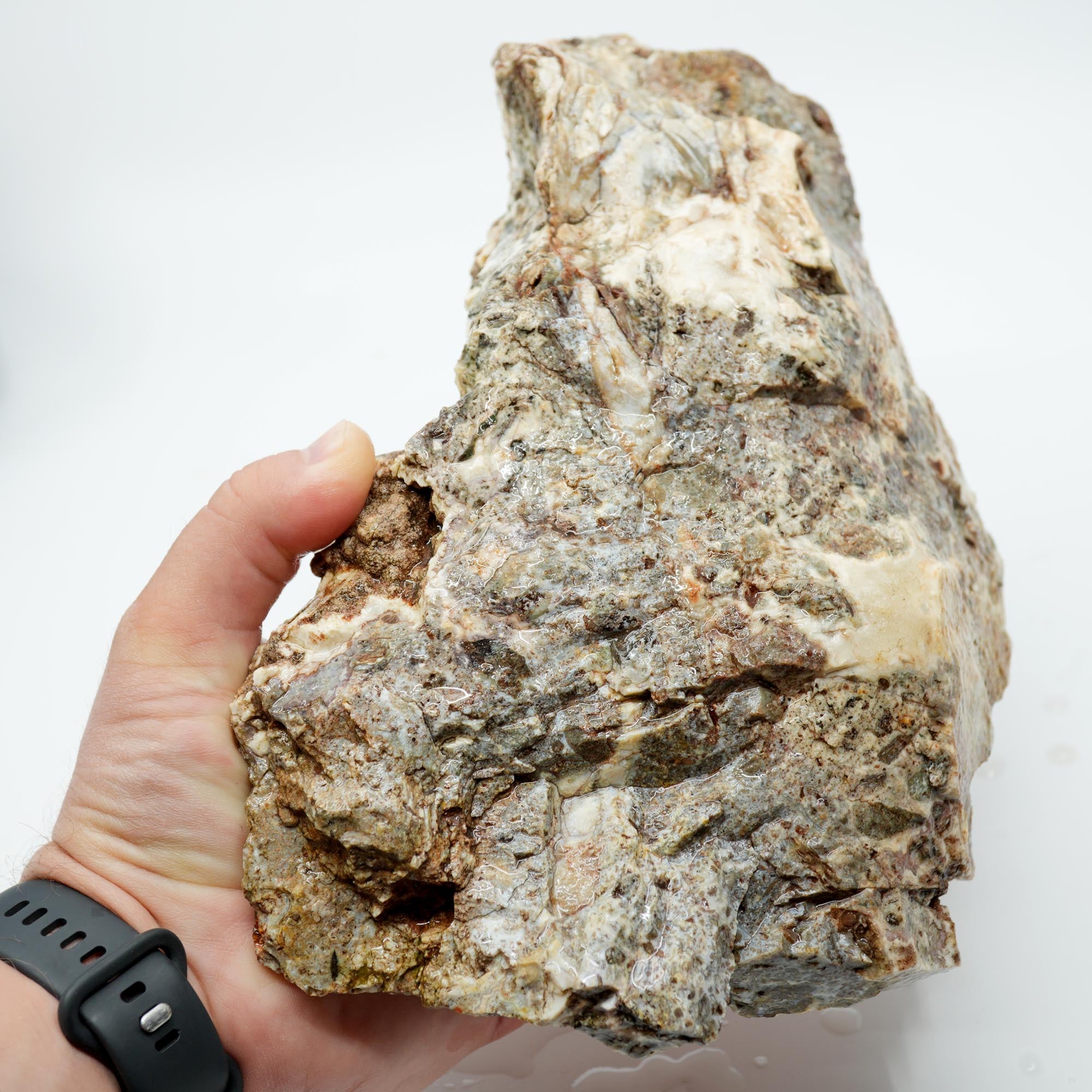 Hampton Butte Petrified Wood Rough - Old Stock Large Green Botryoidal Display