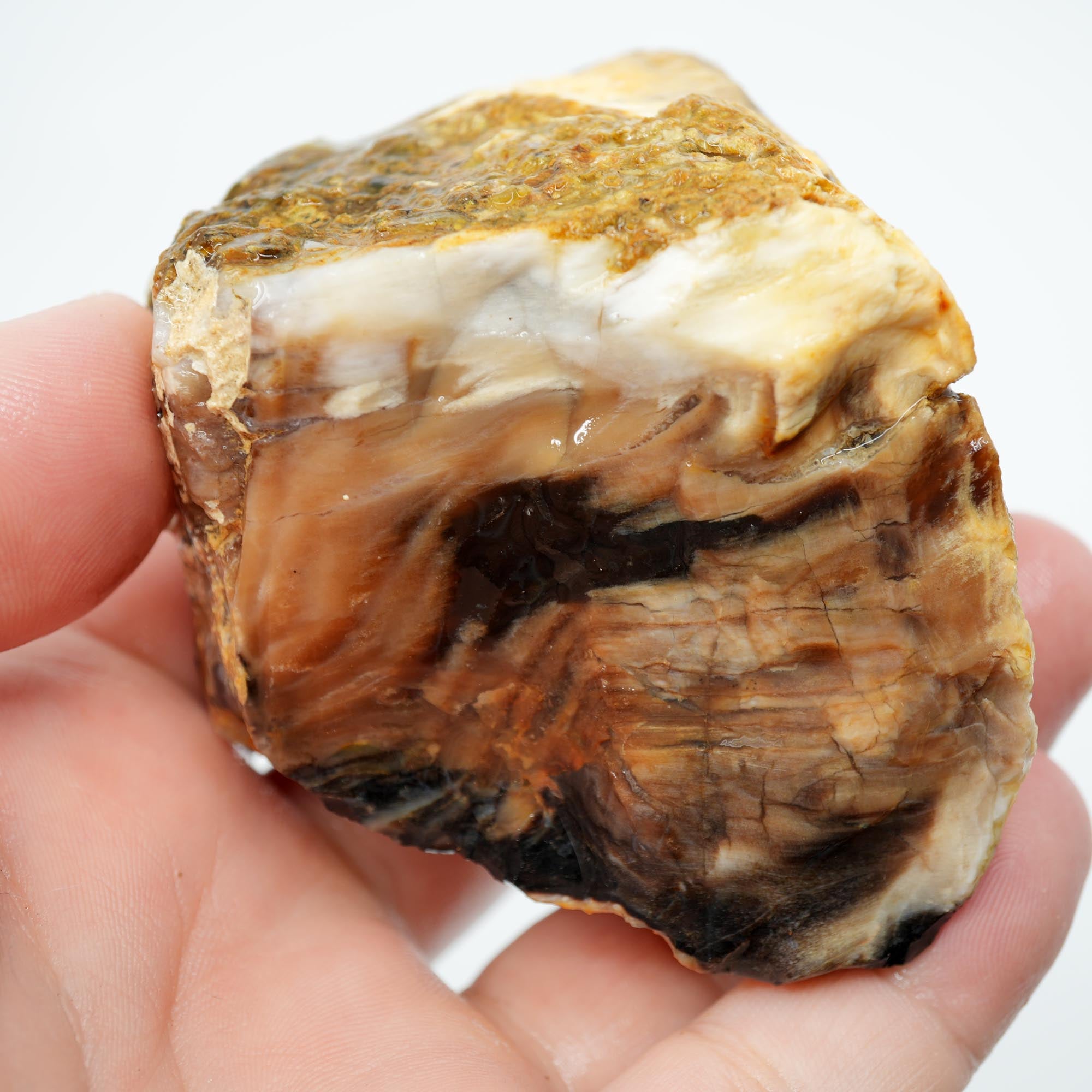 Mystery Opalized Petrified Wood Rough - Smoky Woodgrain with Black and White